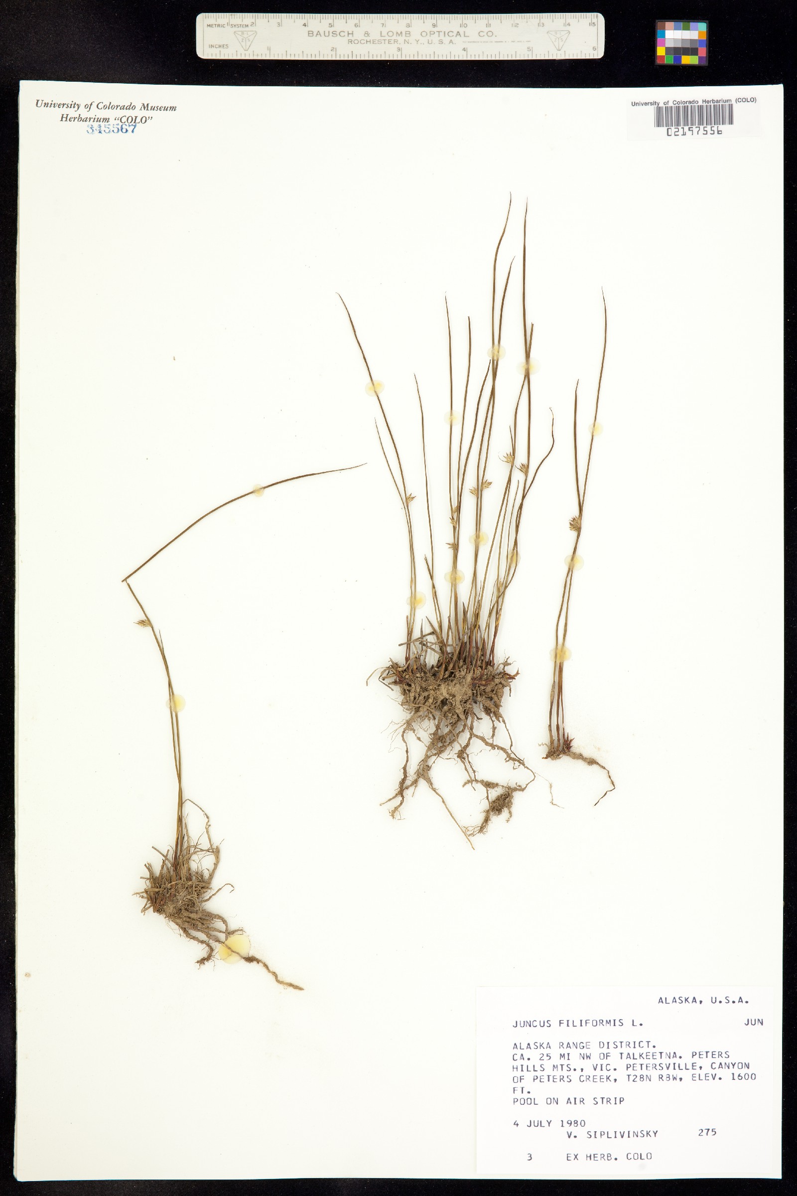 Juncus falcatus image