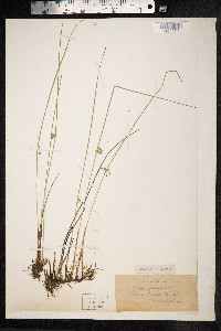 Juncus filiformis image