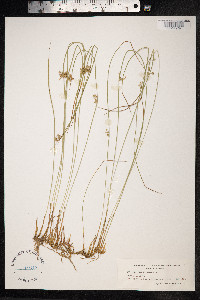 Juncus filiformis image