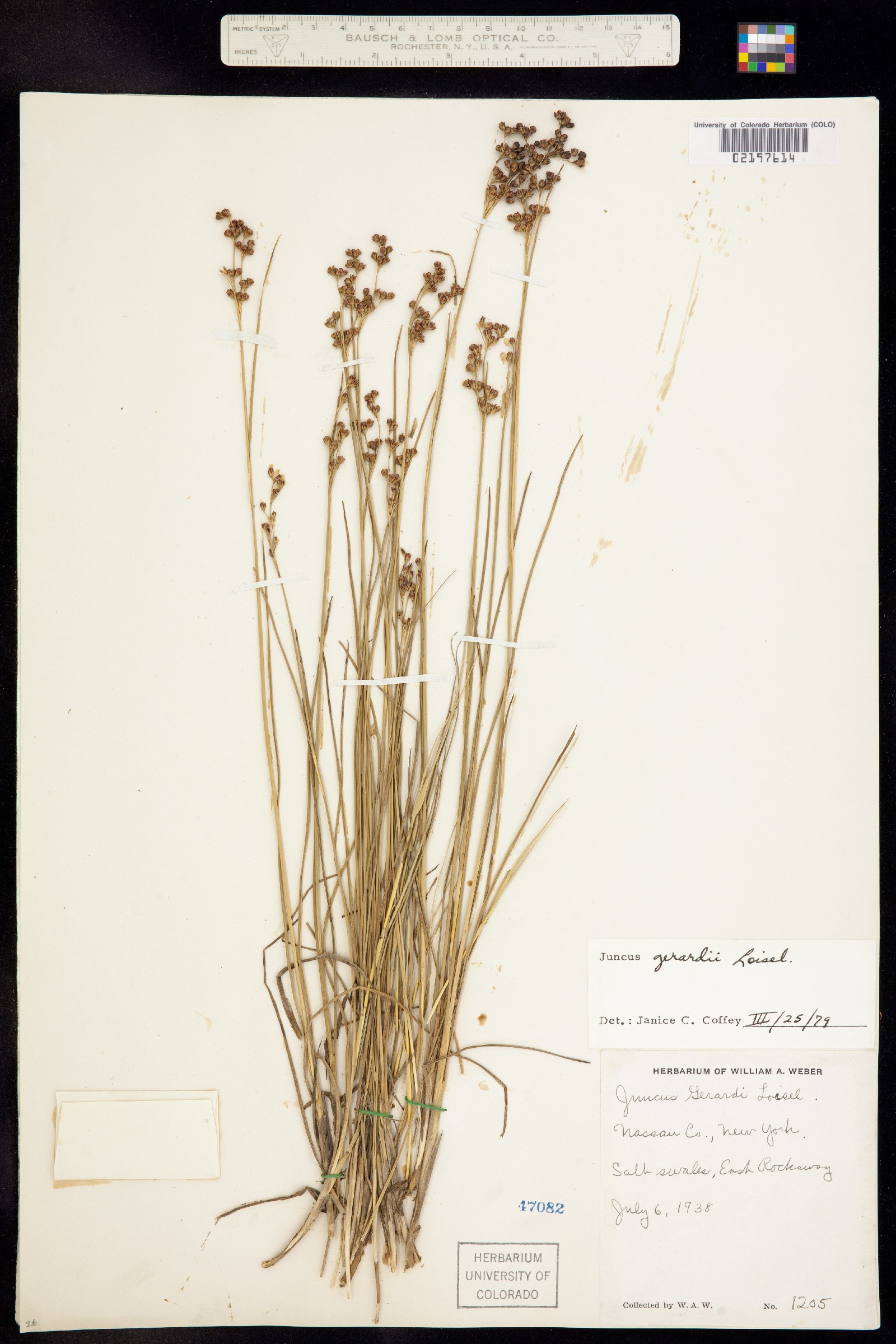 Juncus gerardii image