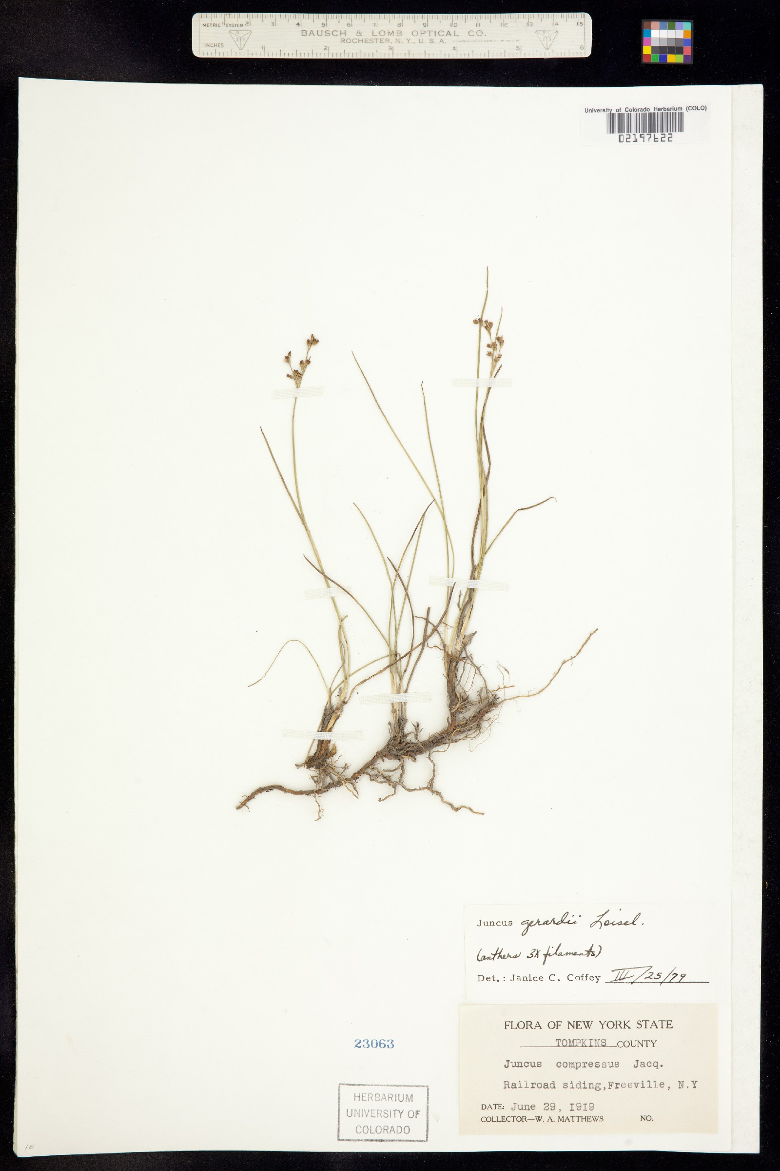 Juncus gerardii image