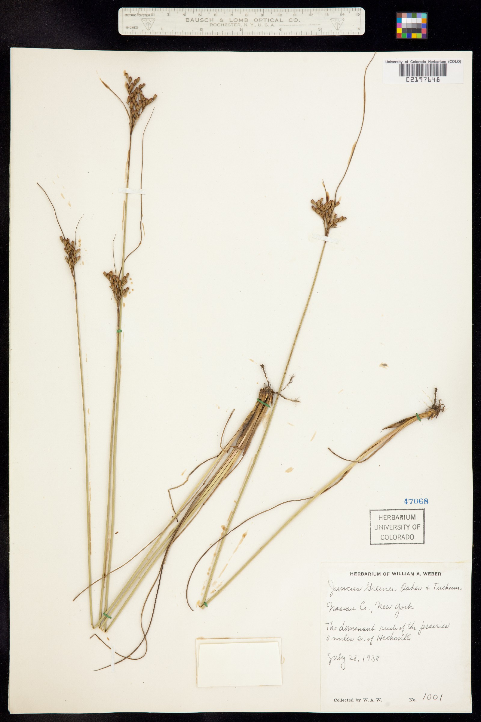 Juncus greenei image