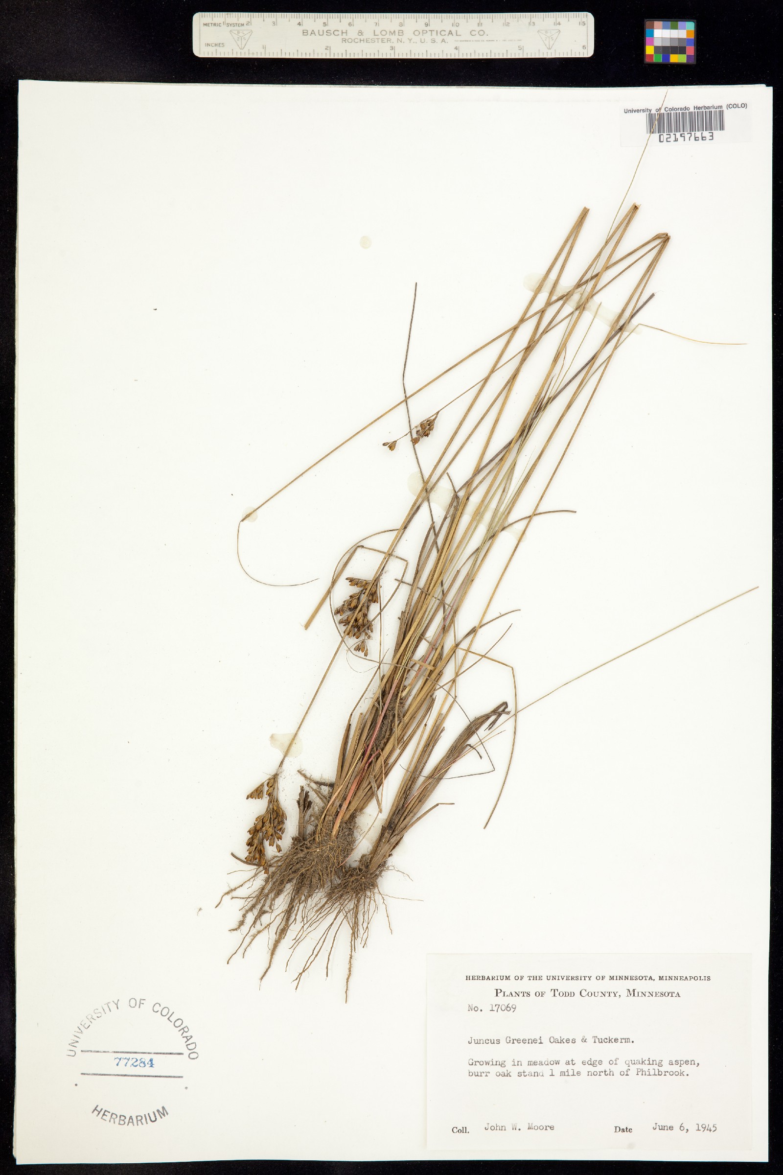 Juncus greenei image