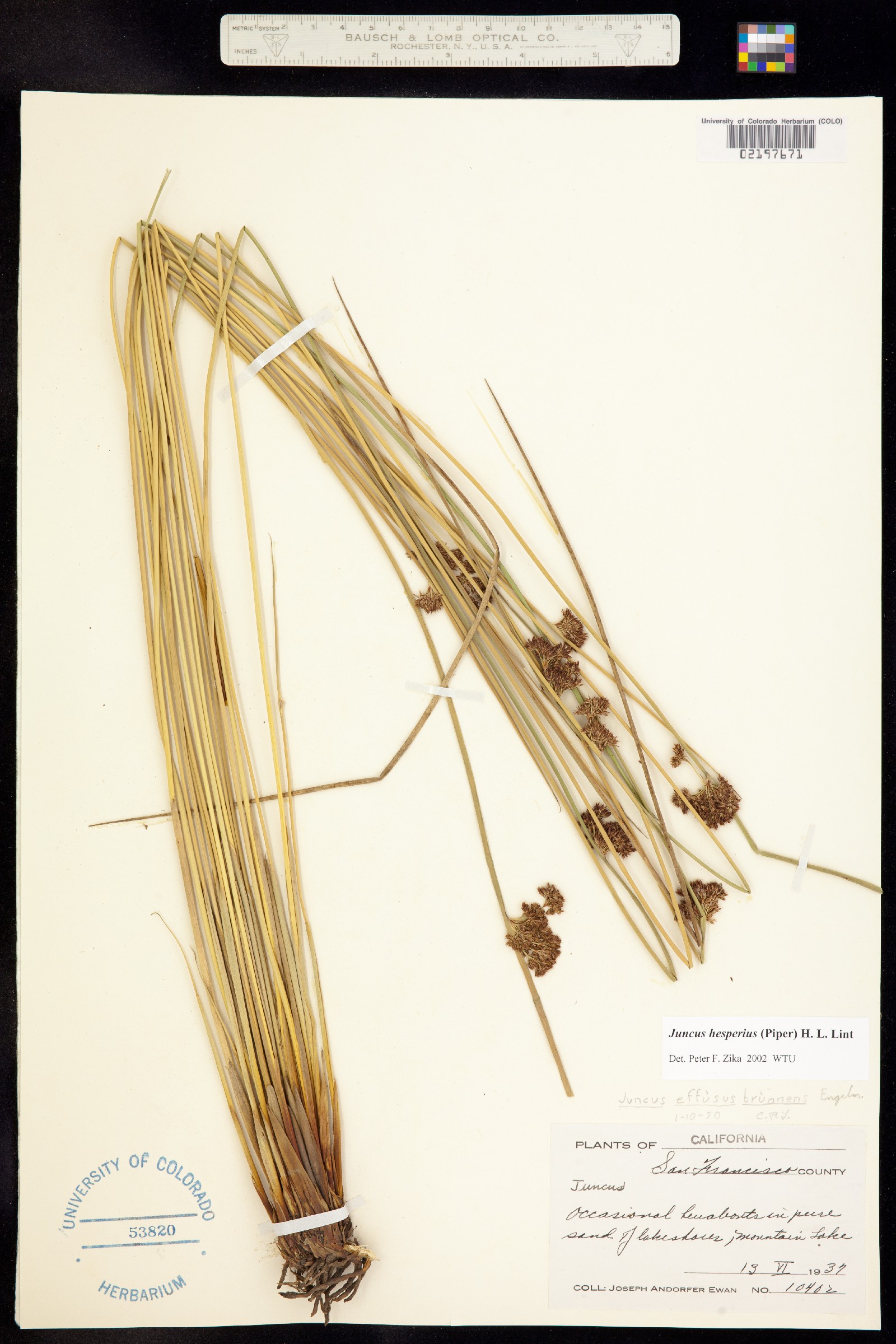 Juncus hesperius image