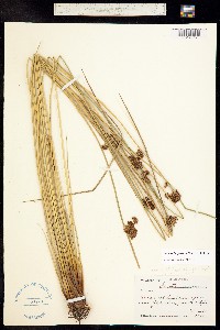 Image of Juncus hesperius