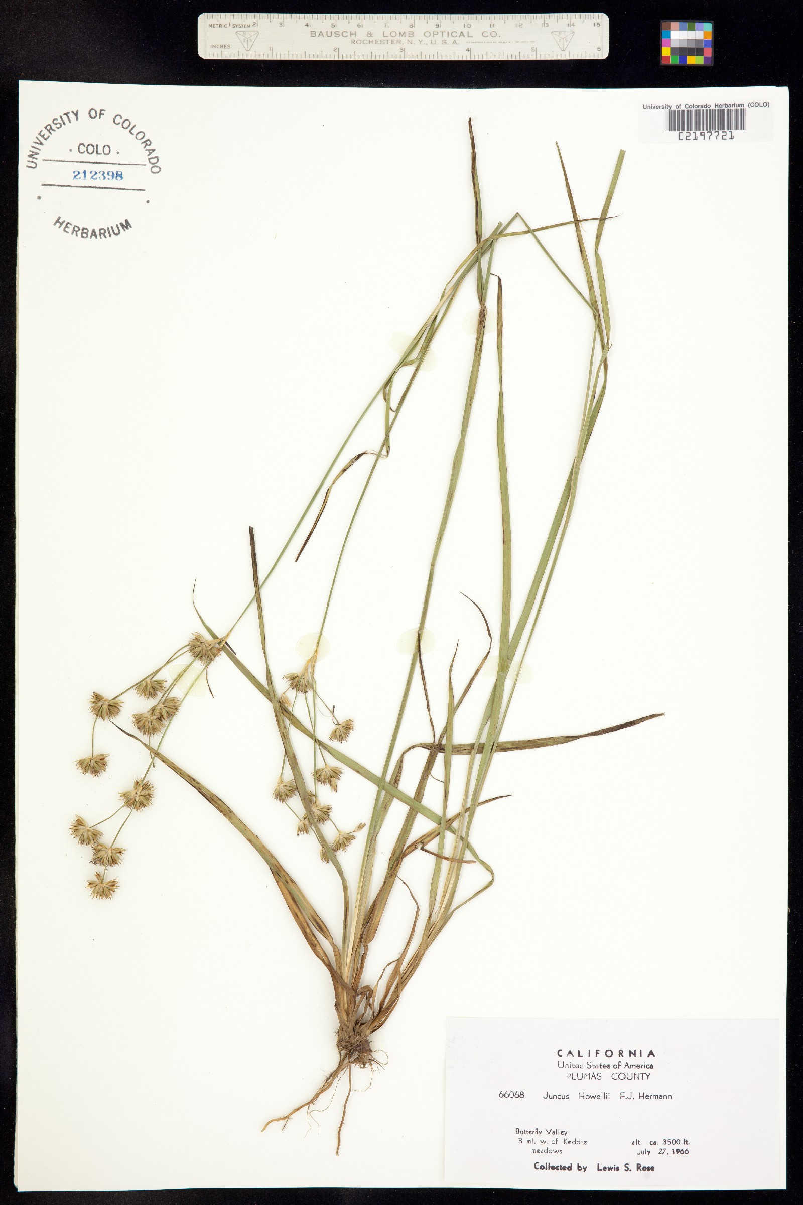 Juncus howellii image