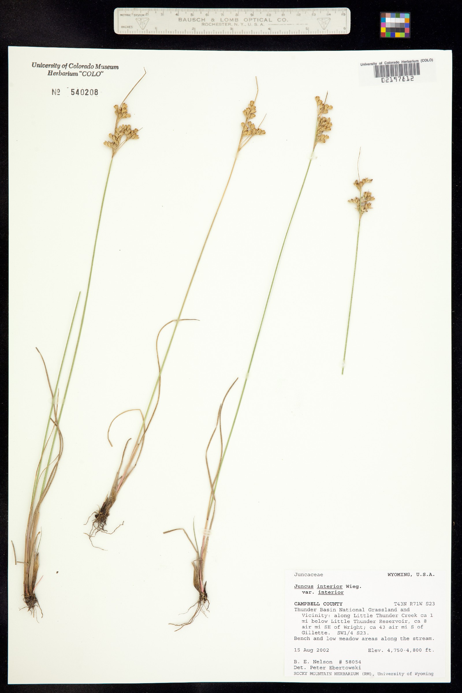 Juncus interior image