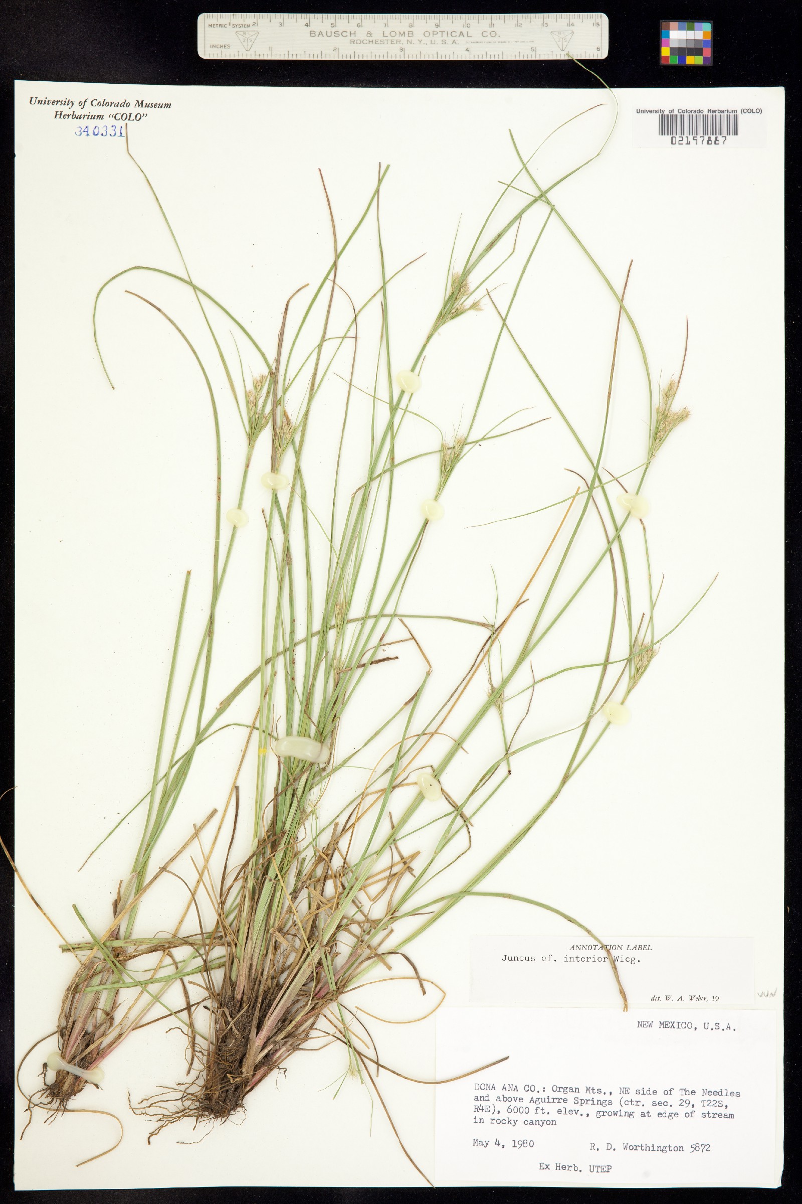 Juncus interior image