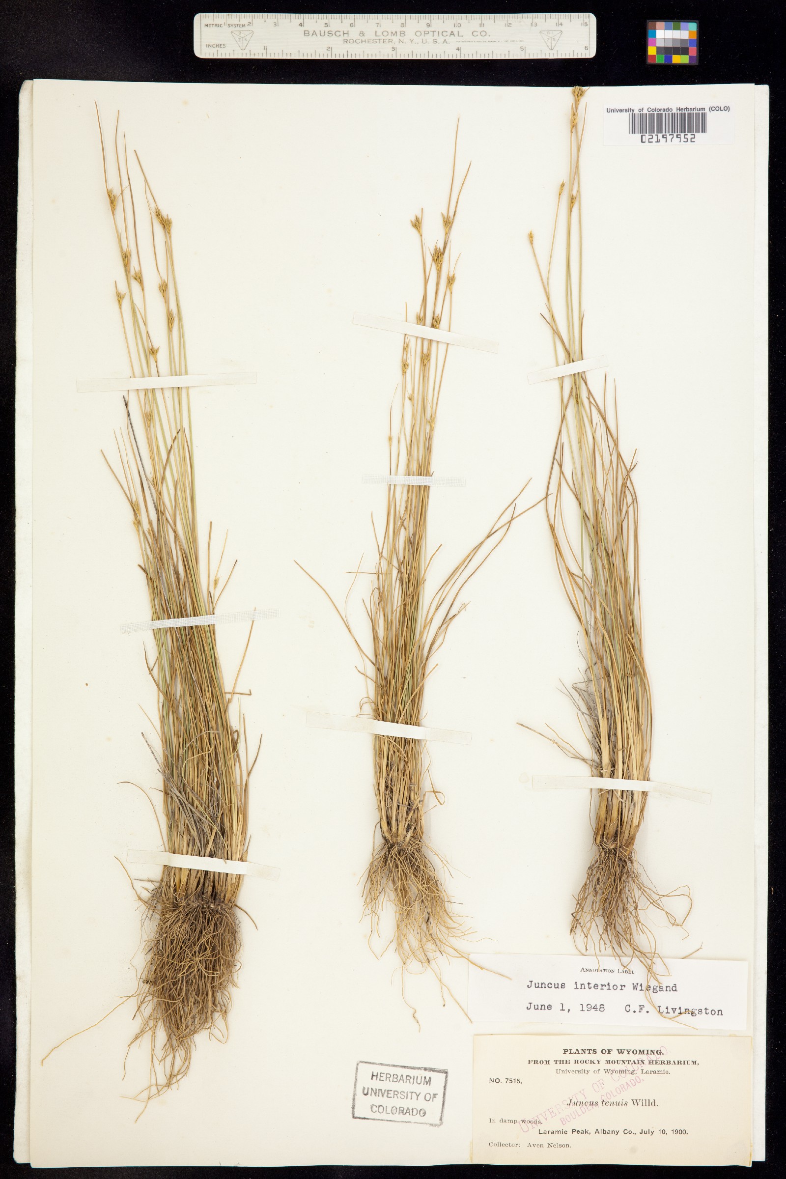 Juncus interior image