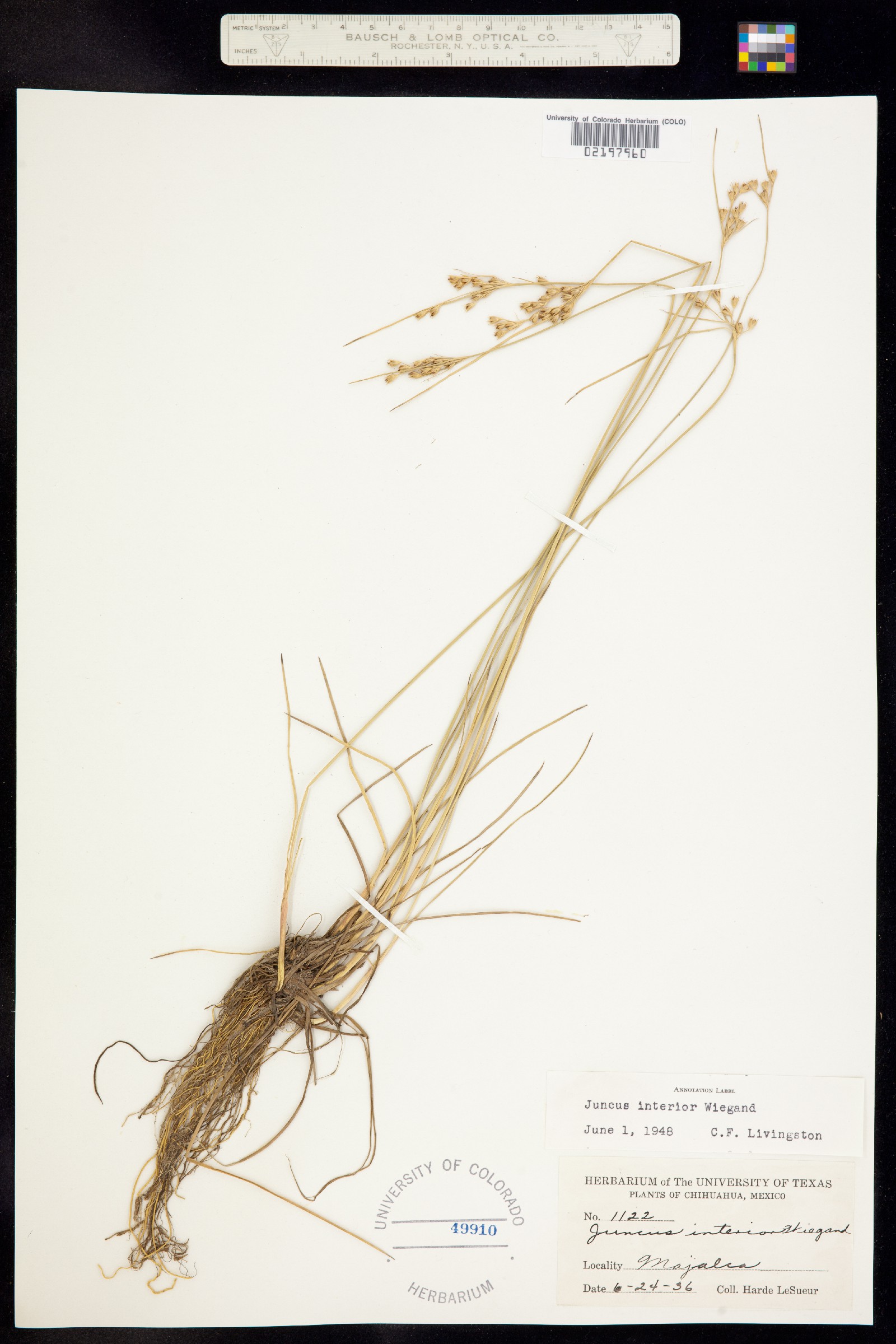 Juncus interior image