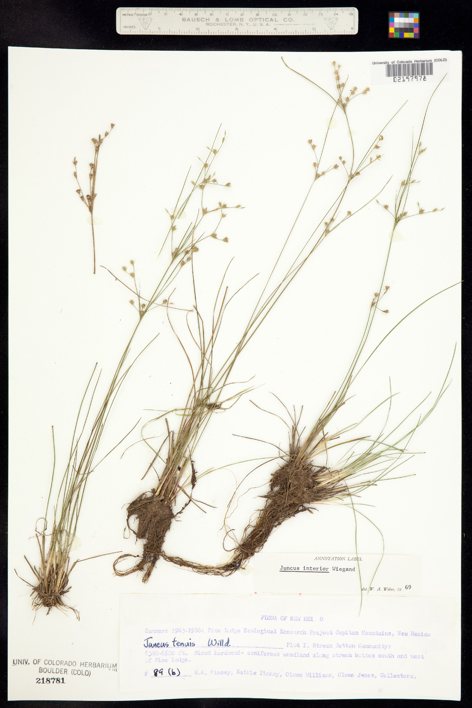 Juncus interior image