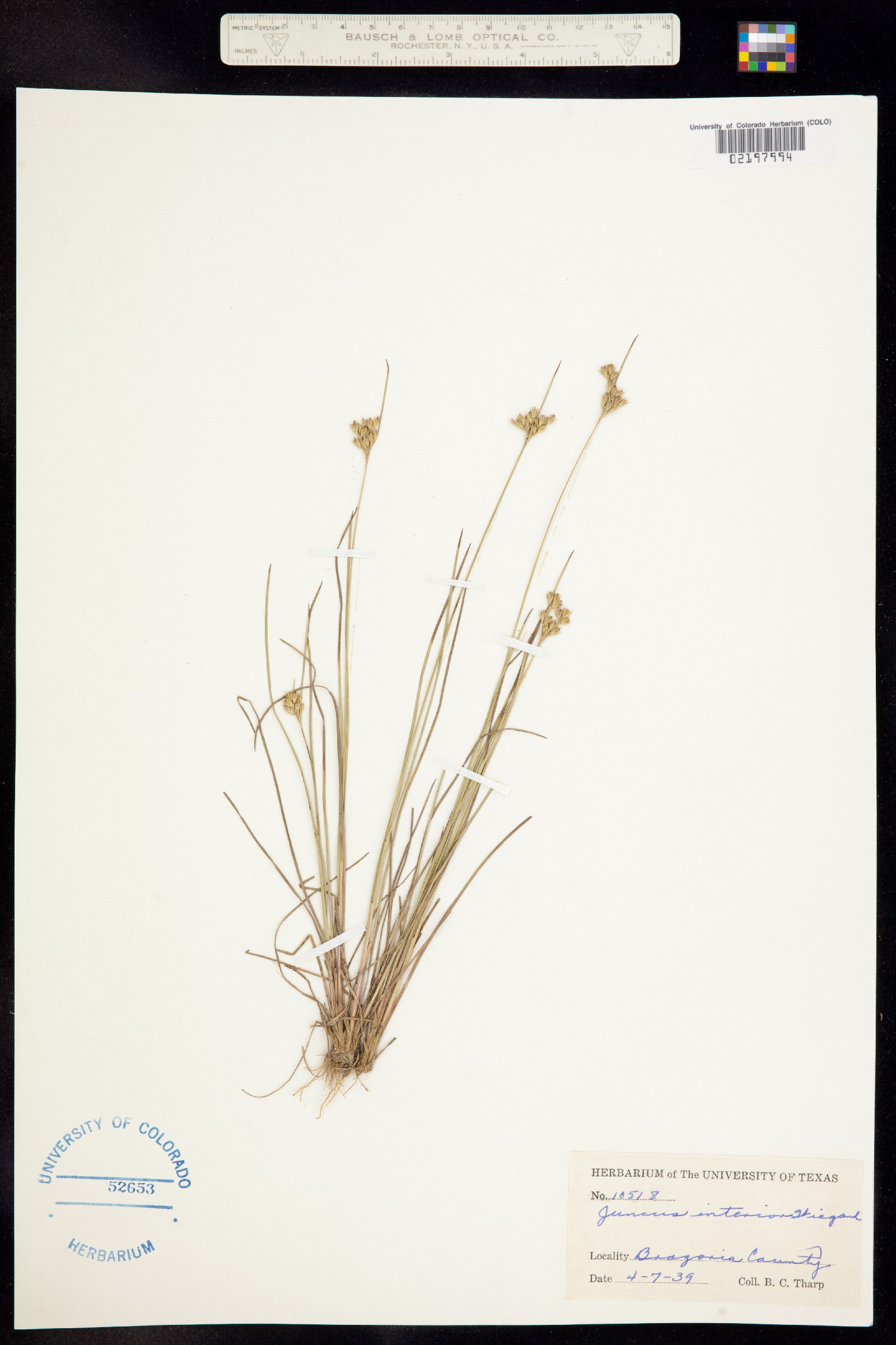 Juncus interior image