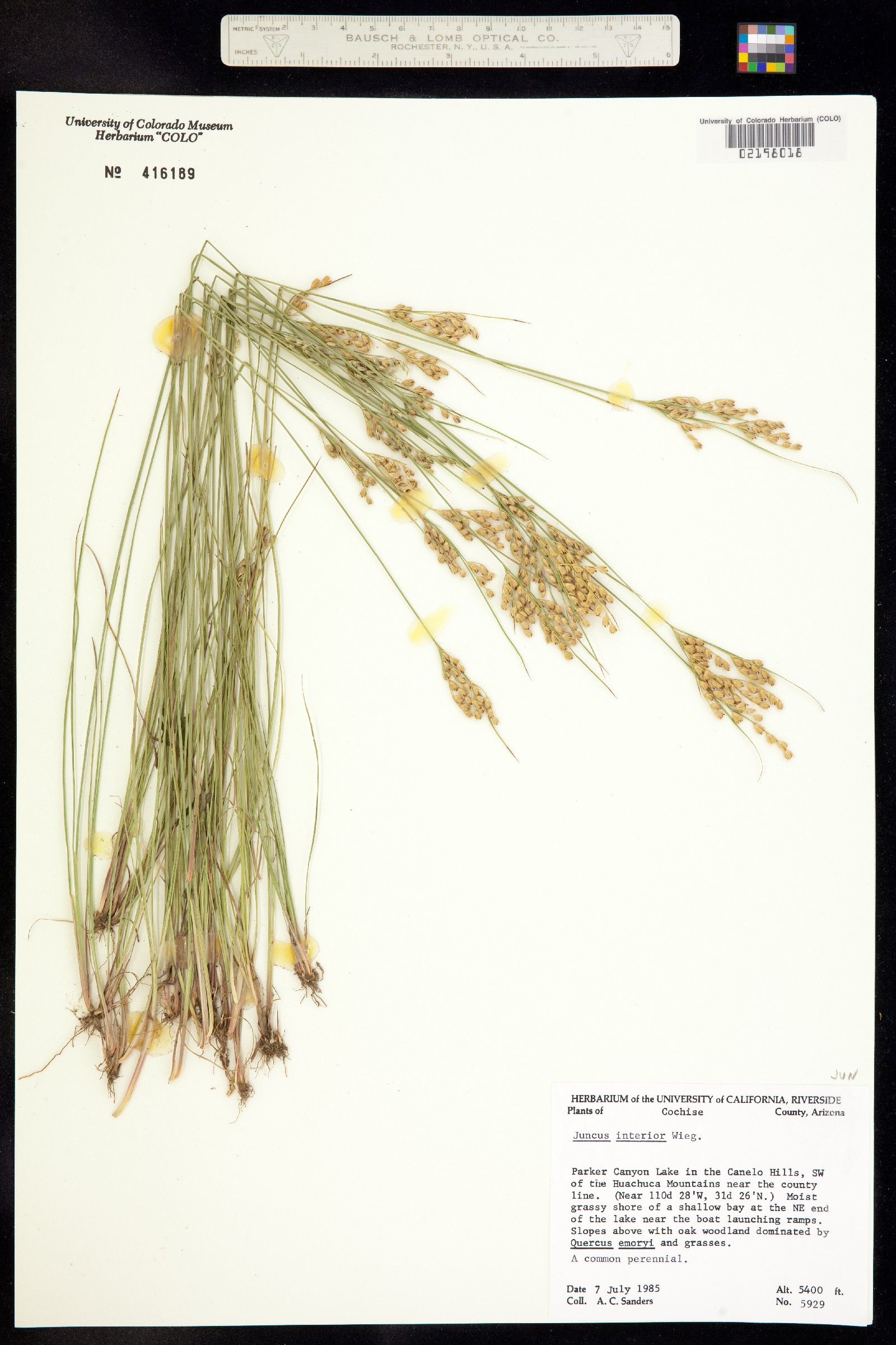 Juncus interior image