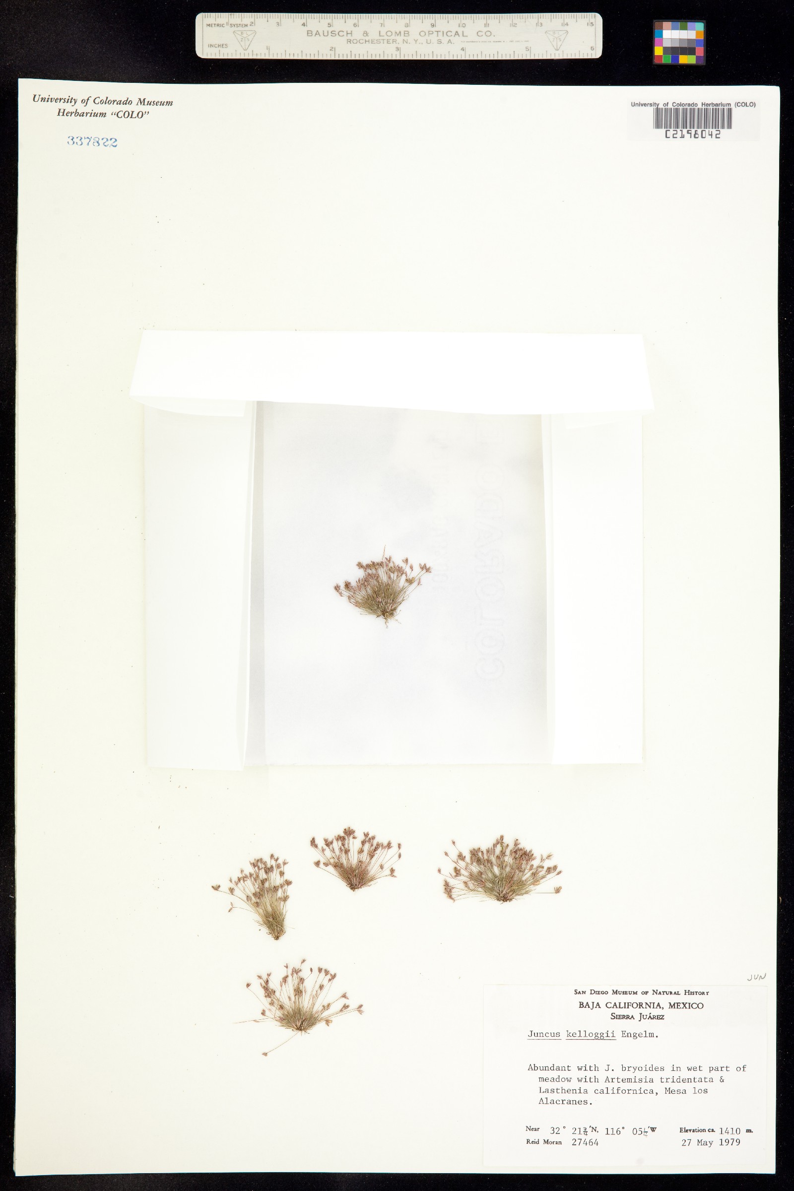 Juncus kelloggii image