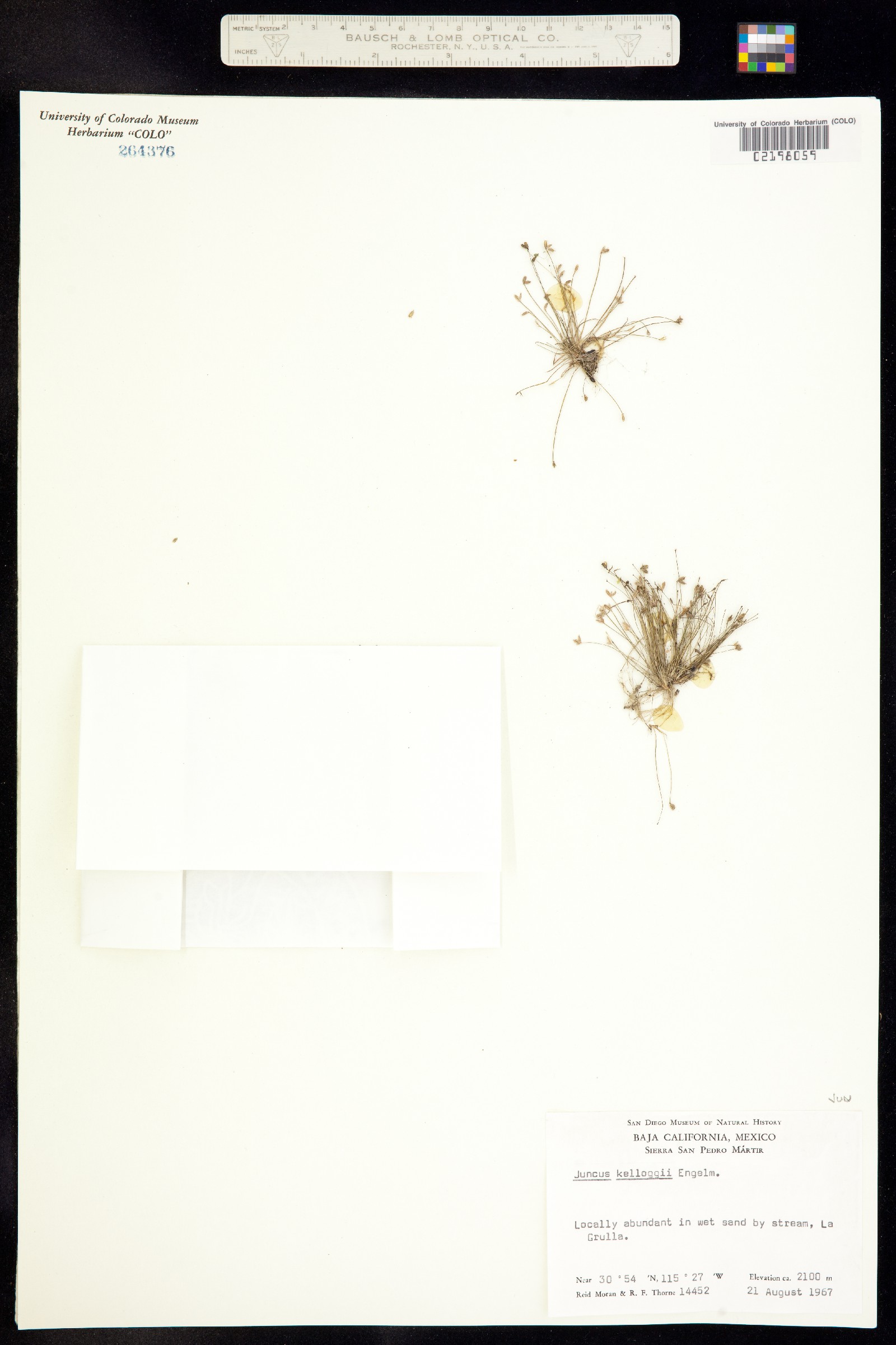 Juncus kelloggii image