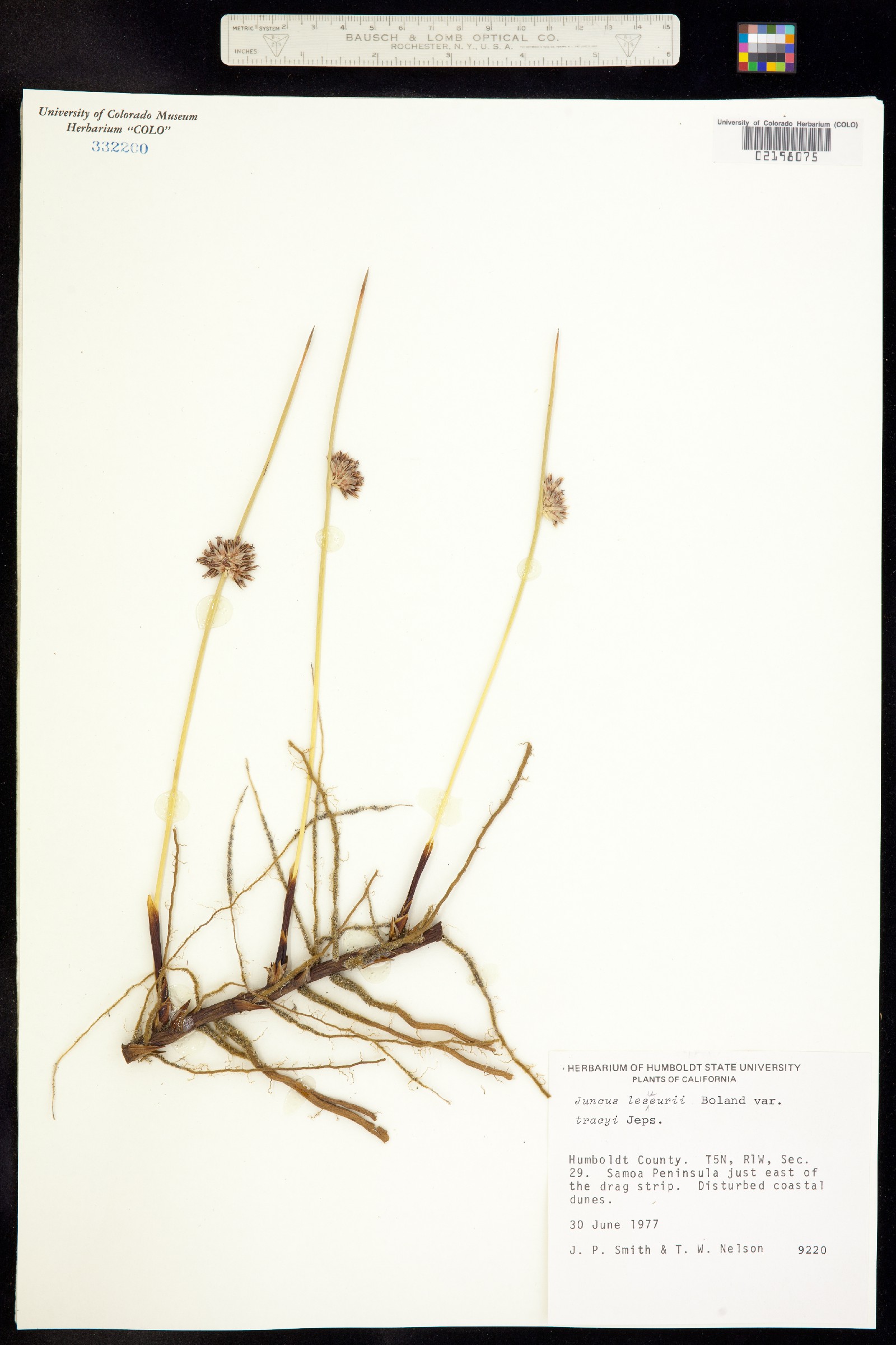 Juncus lesueurii image