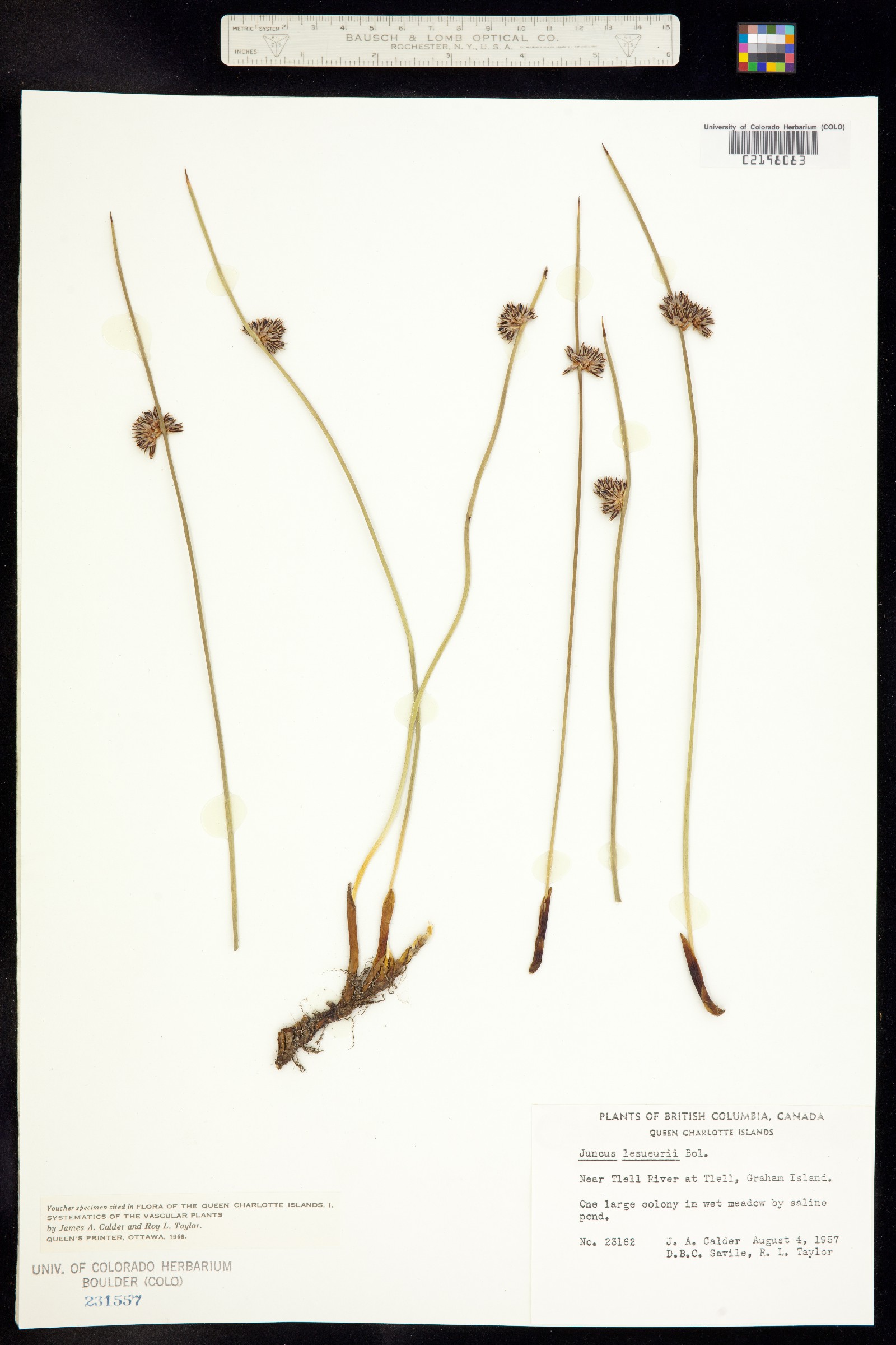 Juncus lesueurii image