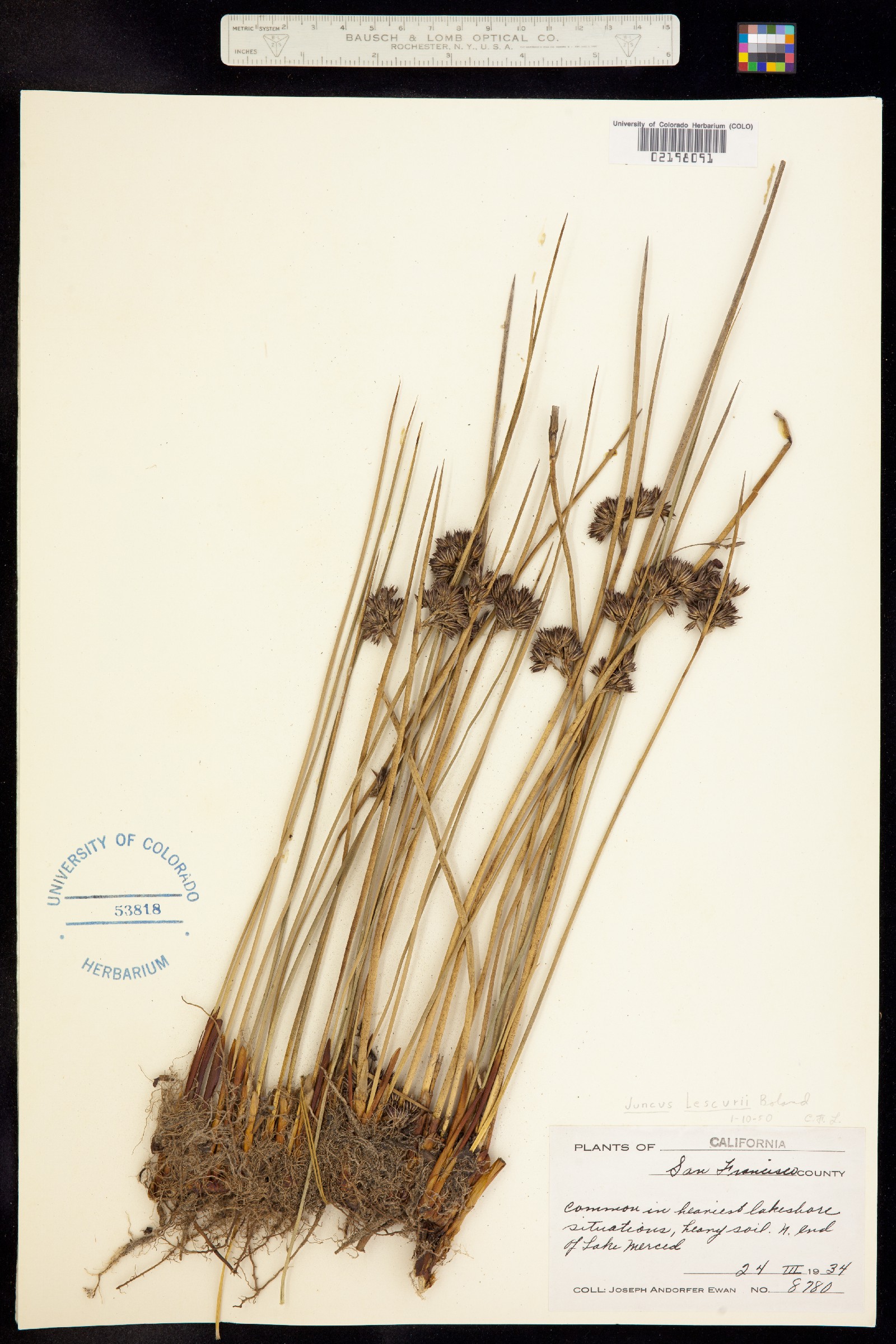 Juncus lesueurii image