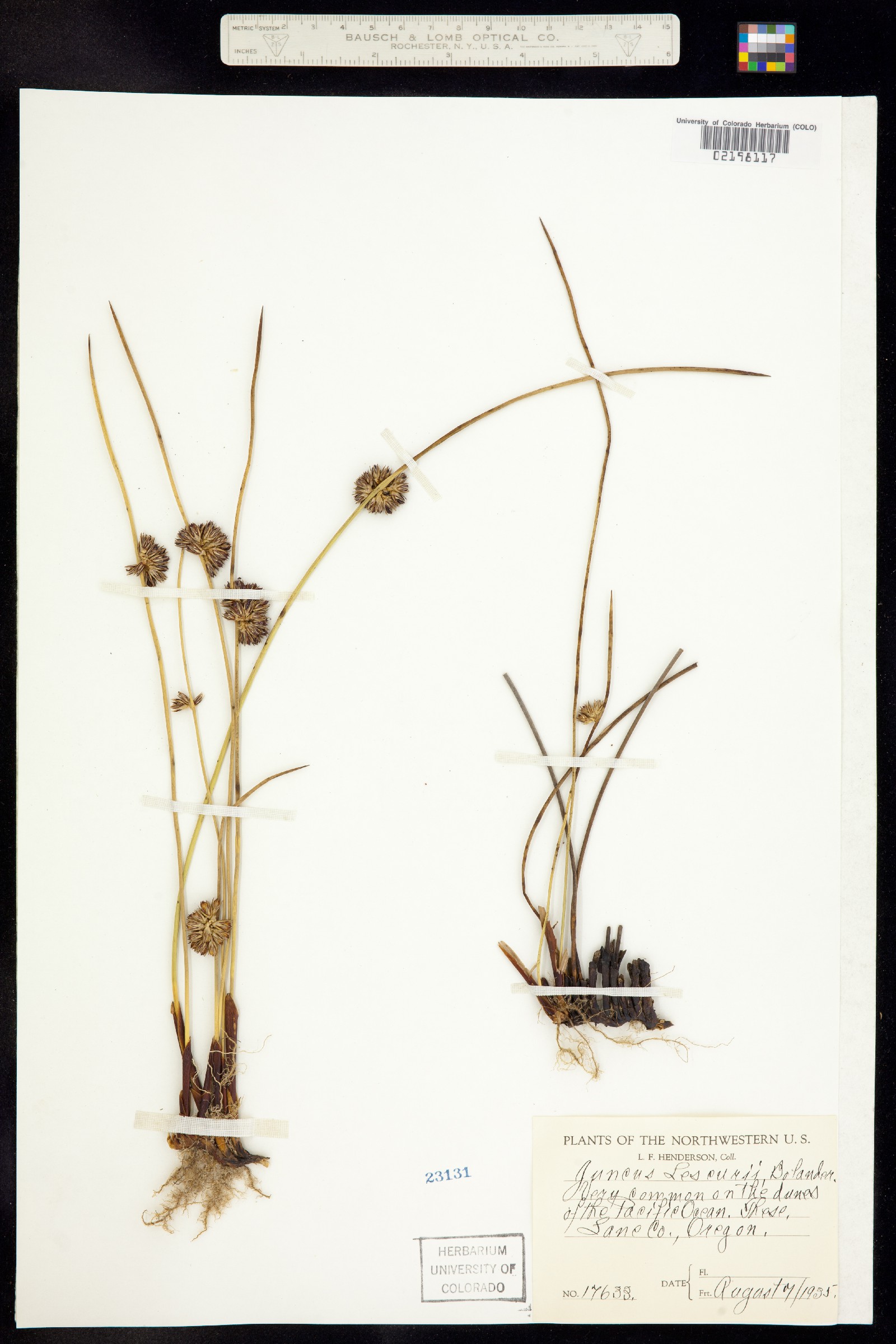 Juncus lesueurii image
