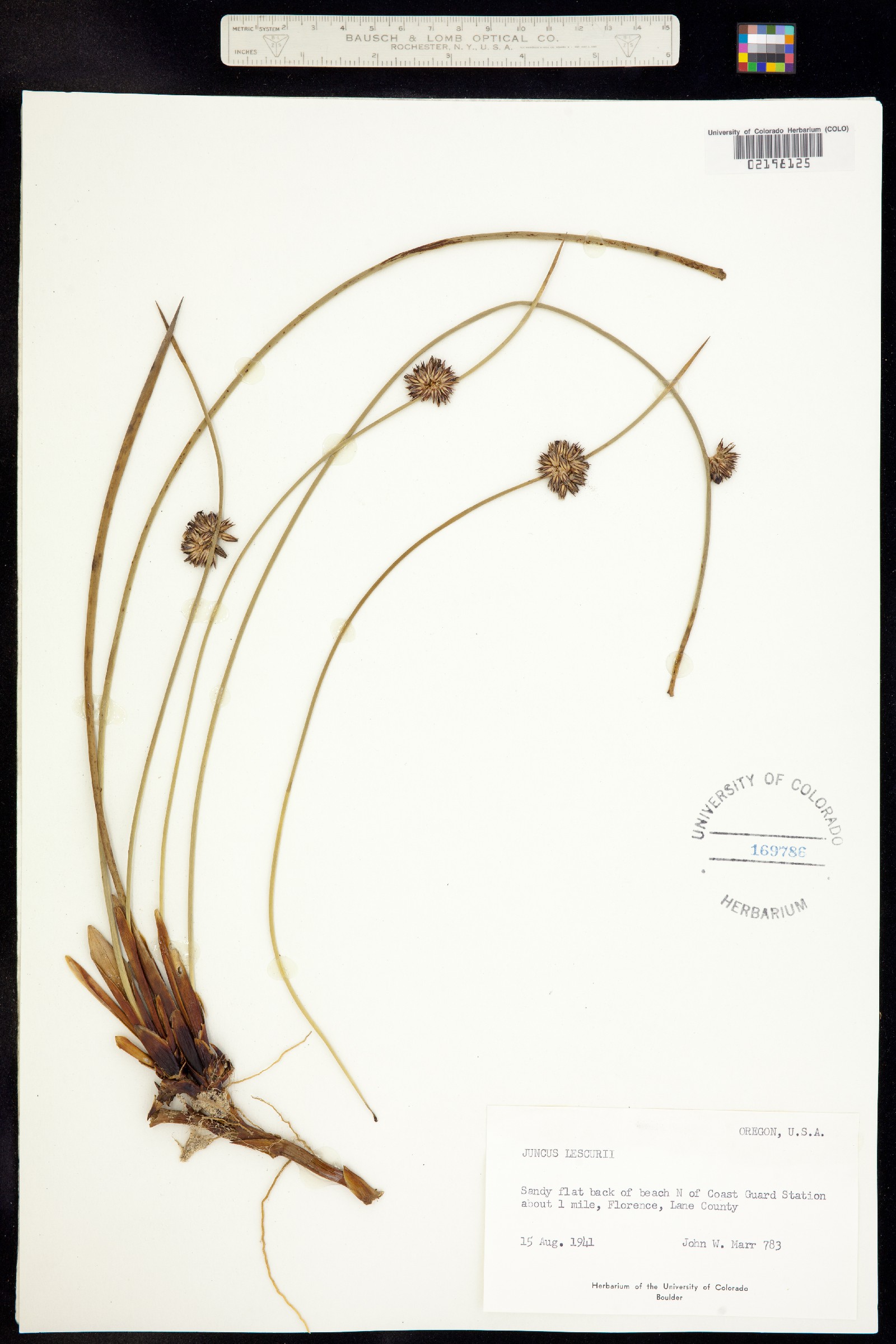 Juncus lesueurii image