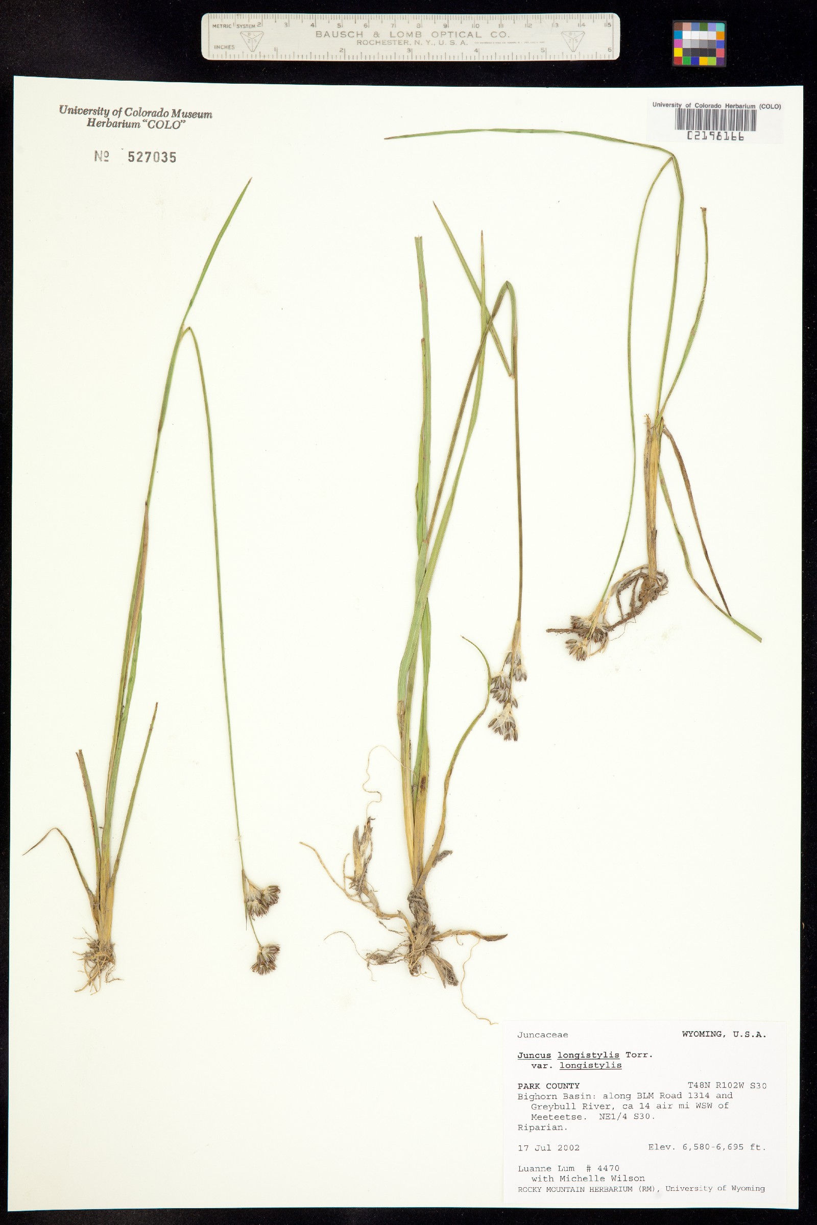 Juncus longistylis image