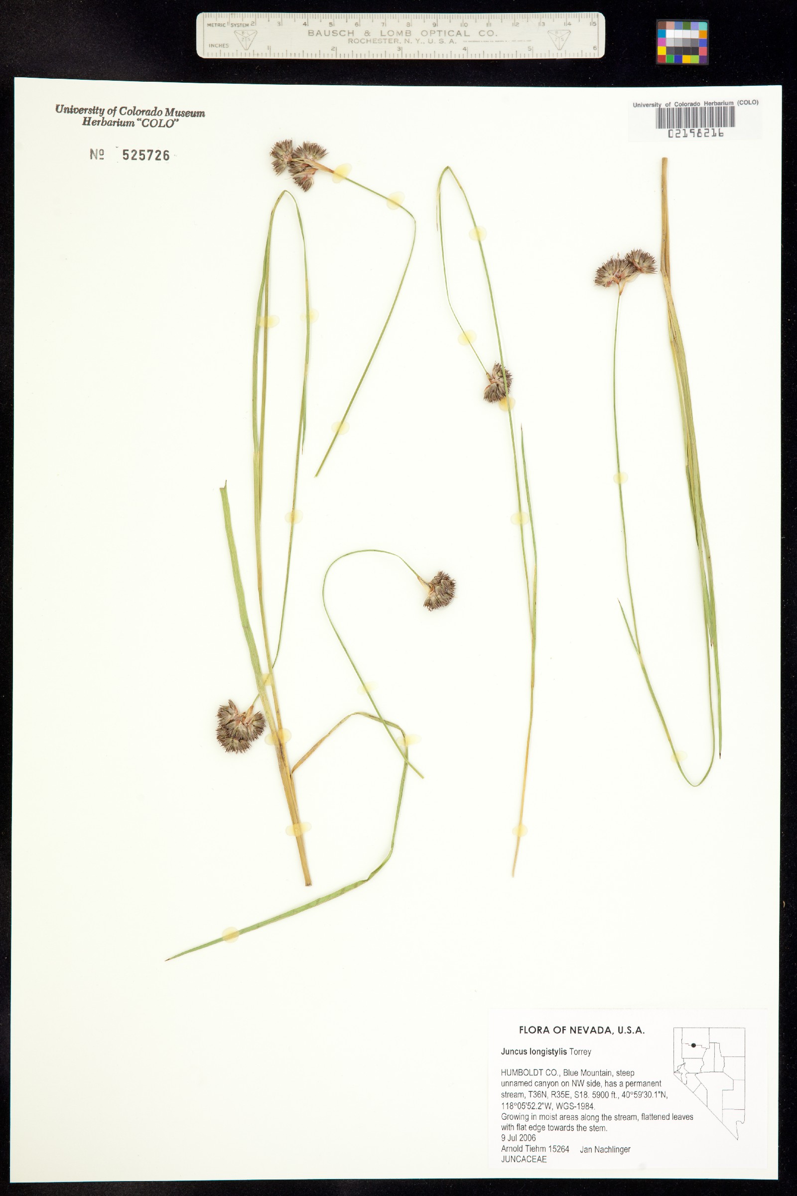 Juncus longistylis image