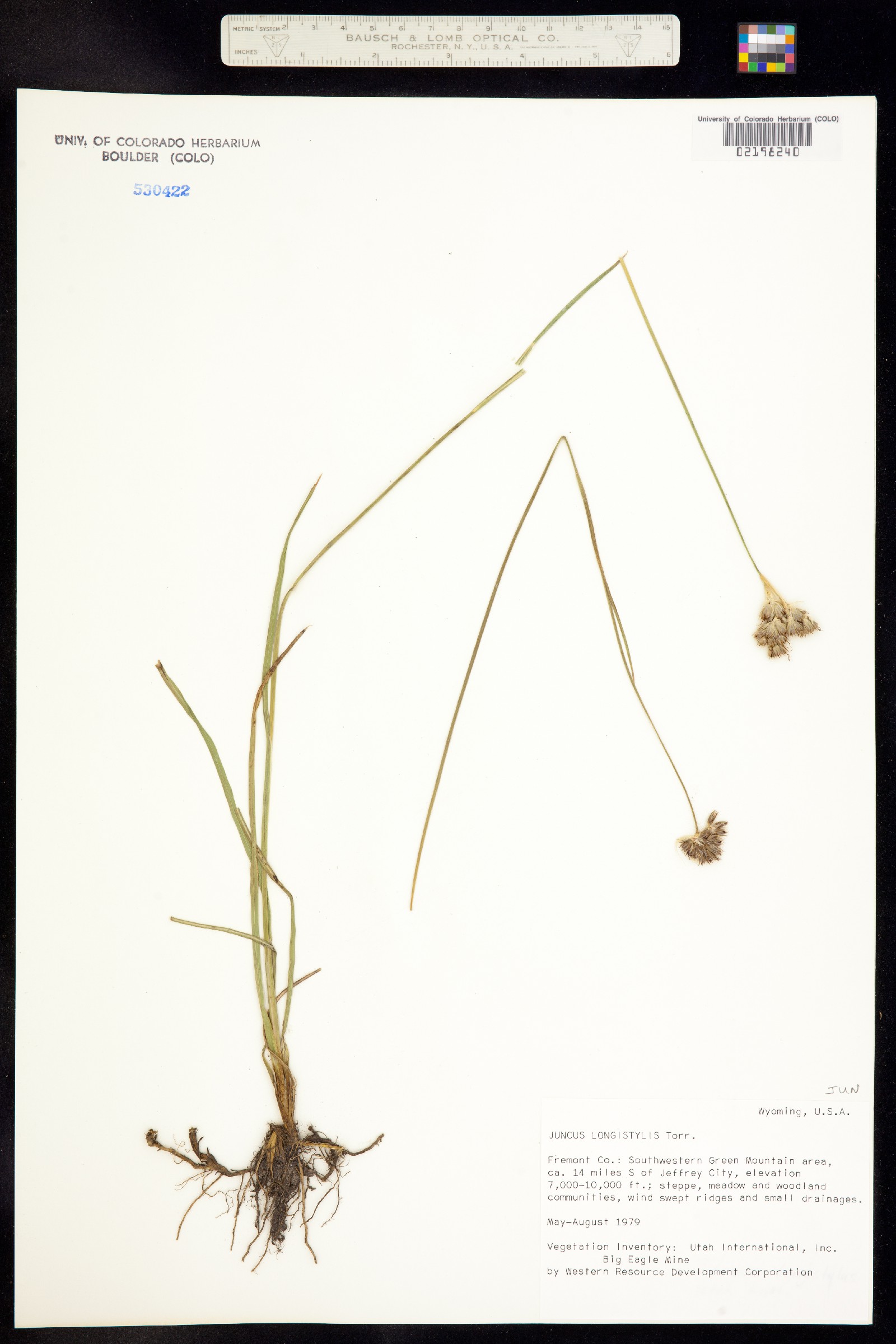 Juncus longistylis image