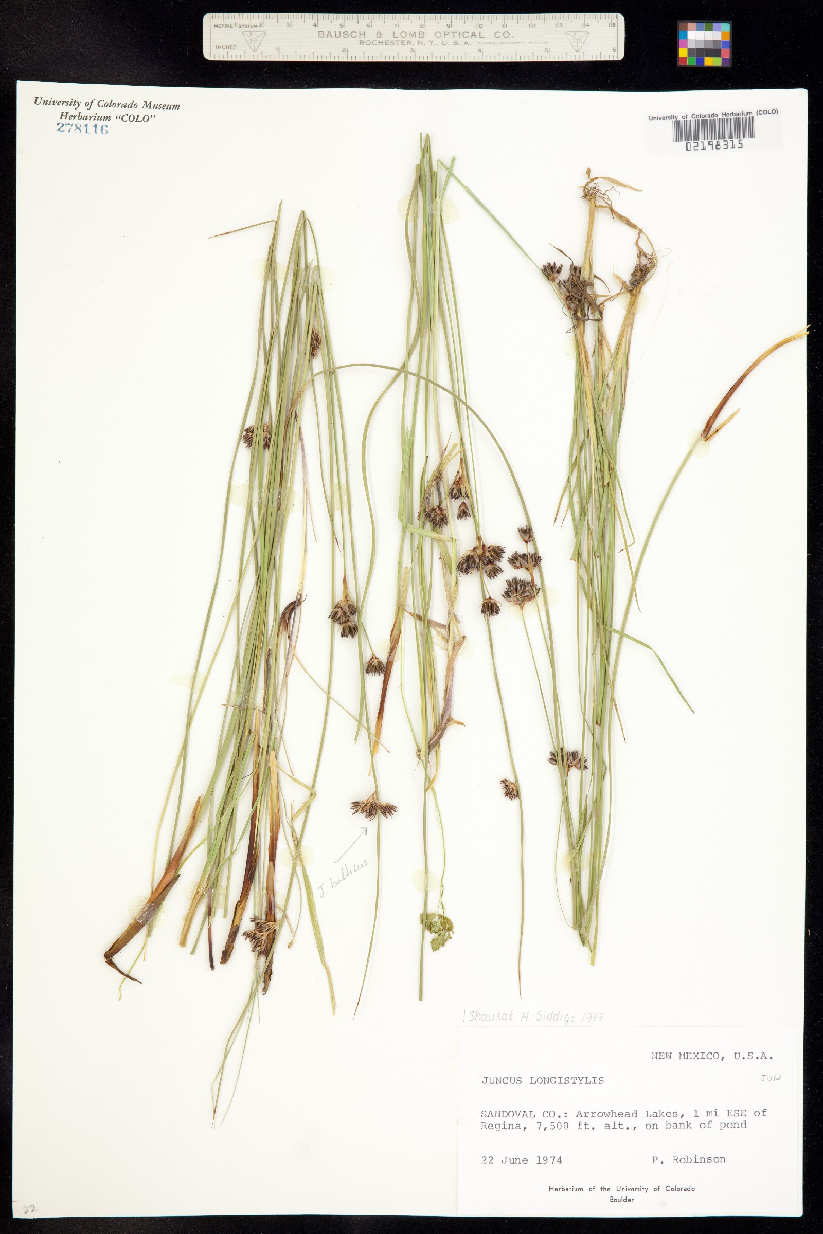 Juncus longistylis image
