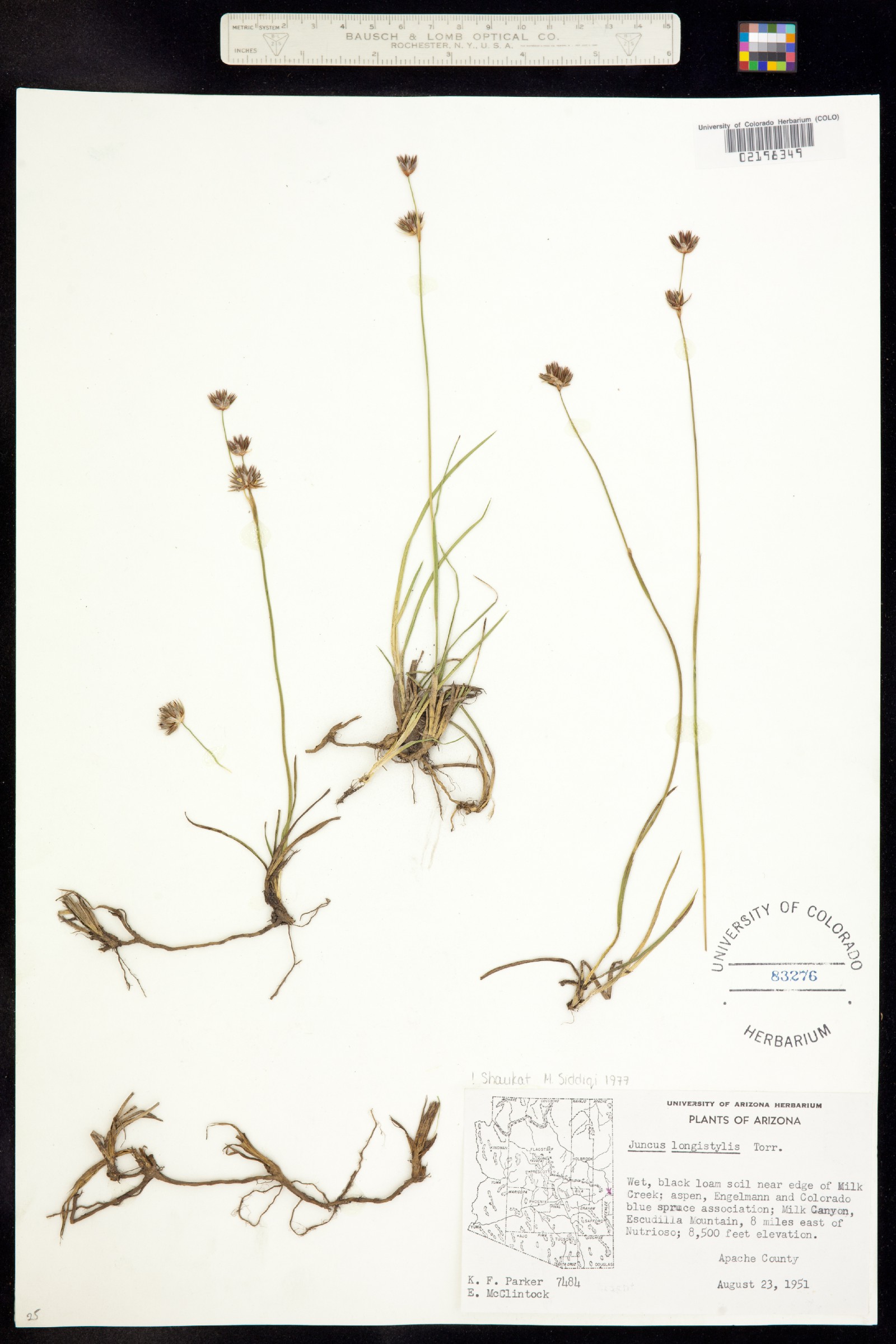 Juncus longistylis image