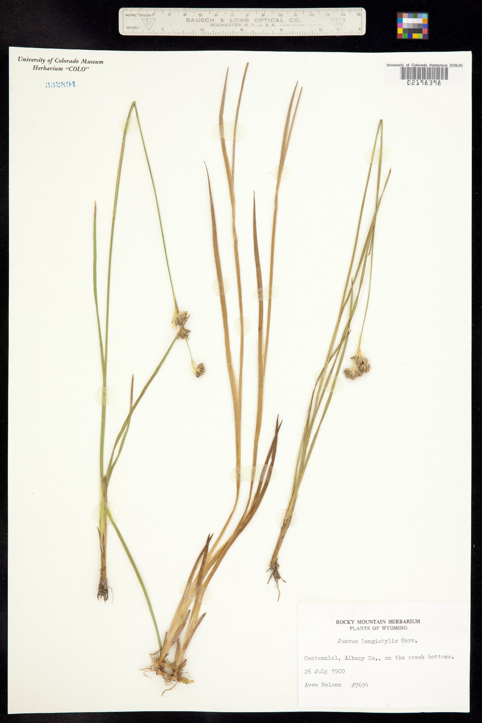 Juncus longistylis image
