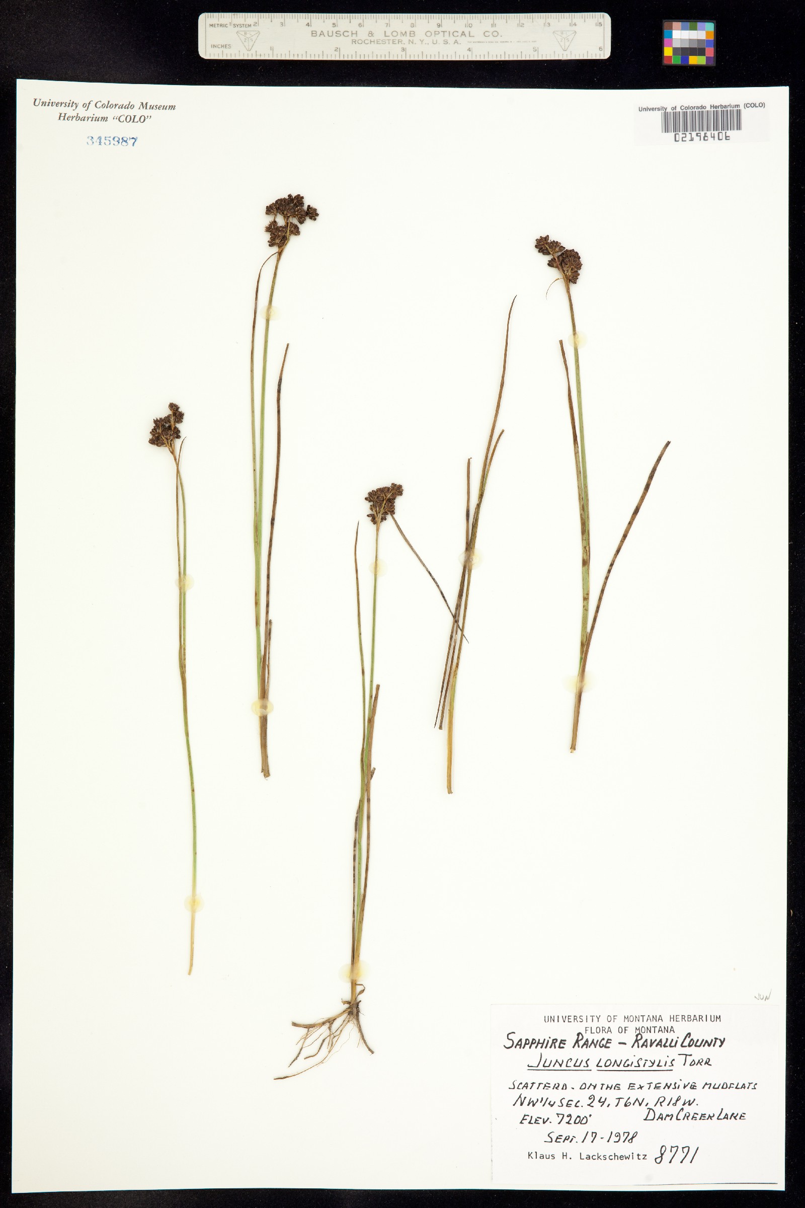 Juncus longistylis image