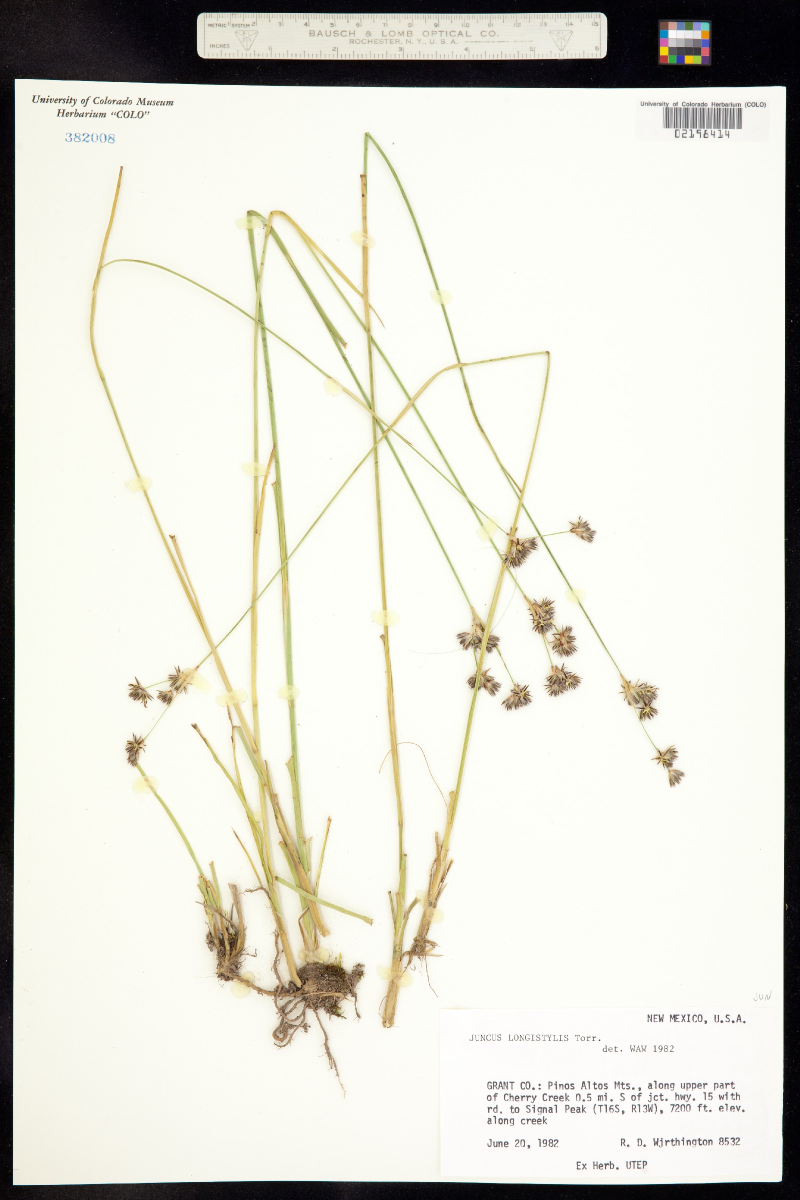 Juncus longistylis image