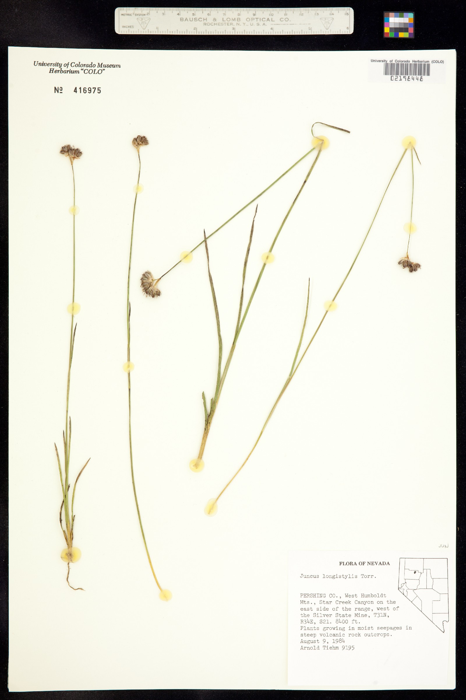 Juncus longistylis image