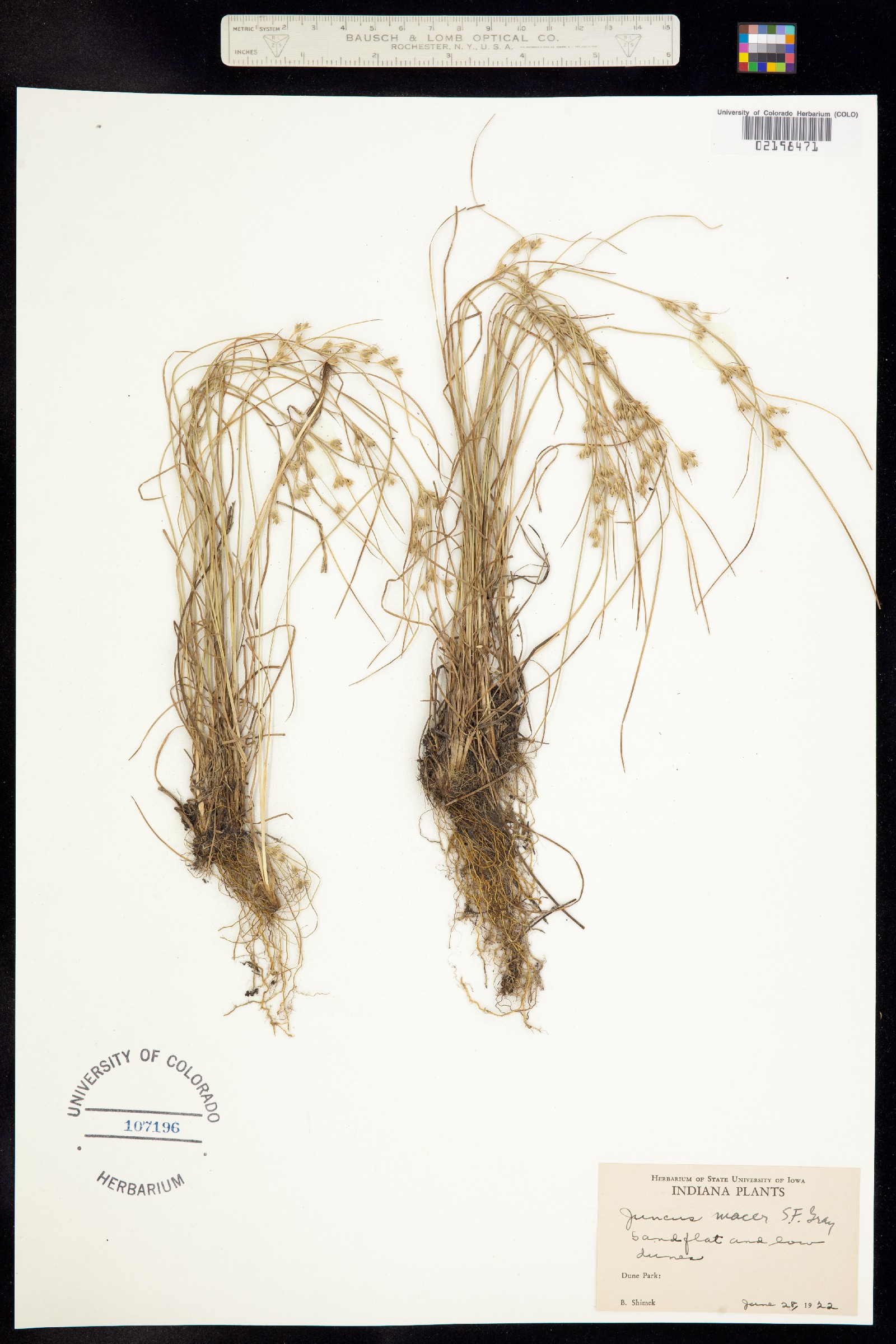 Juncus tenuis image