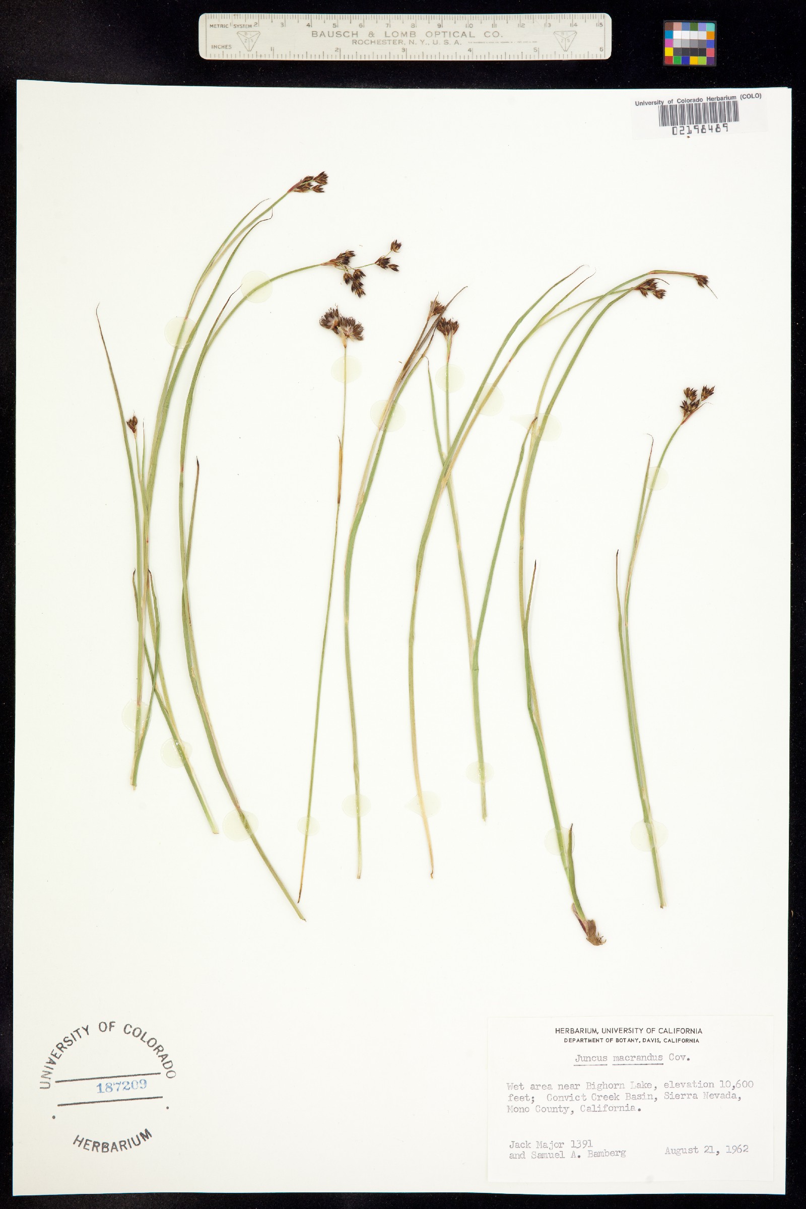 Juncus macrandrus image