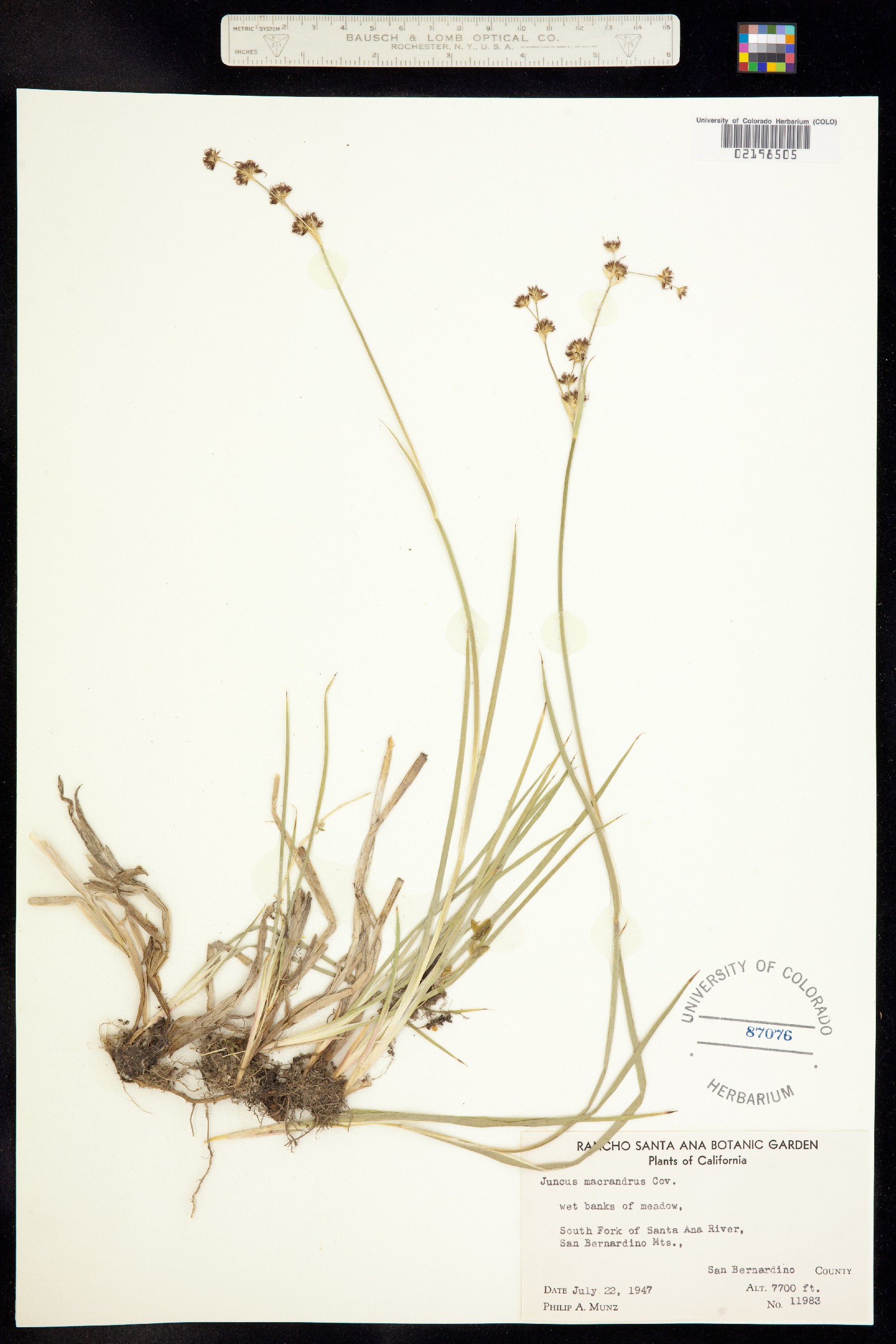 Juncus macrandrus image