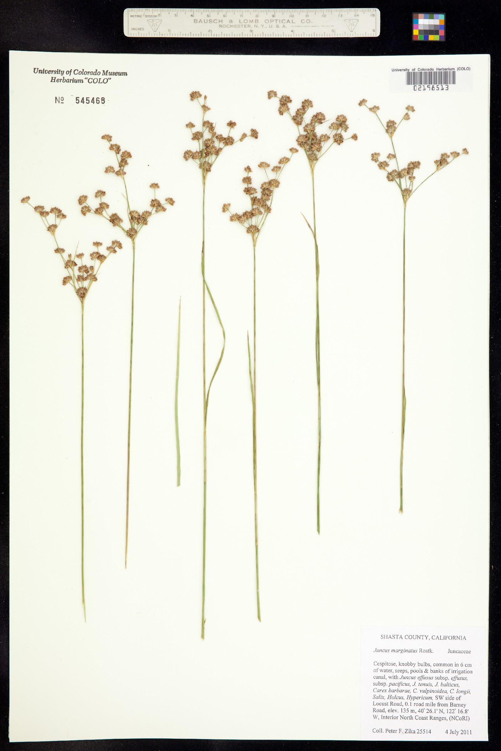 Juncus marginatus image
