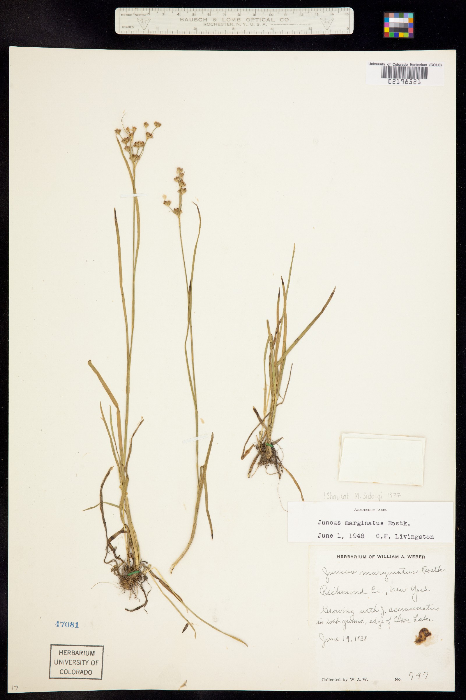 Juncus marginatus image