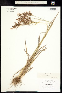 Juncus marginatus image
