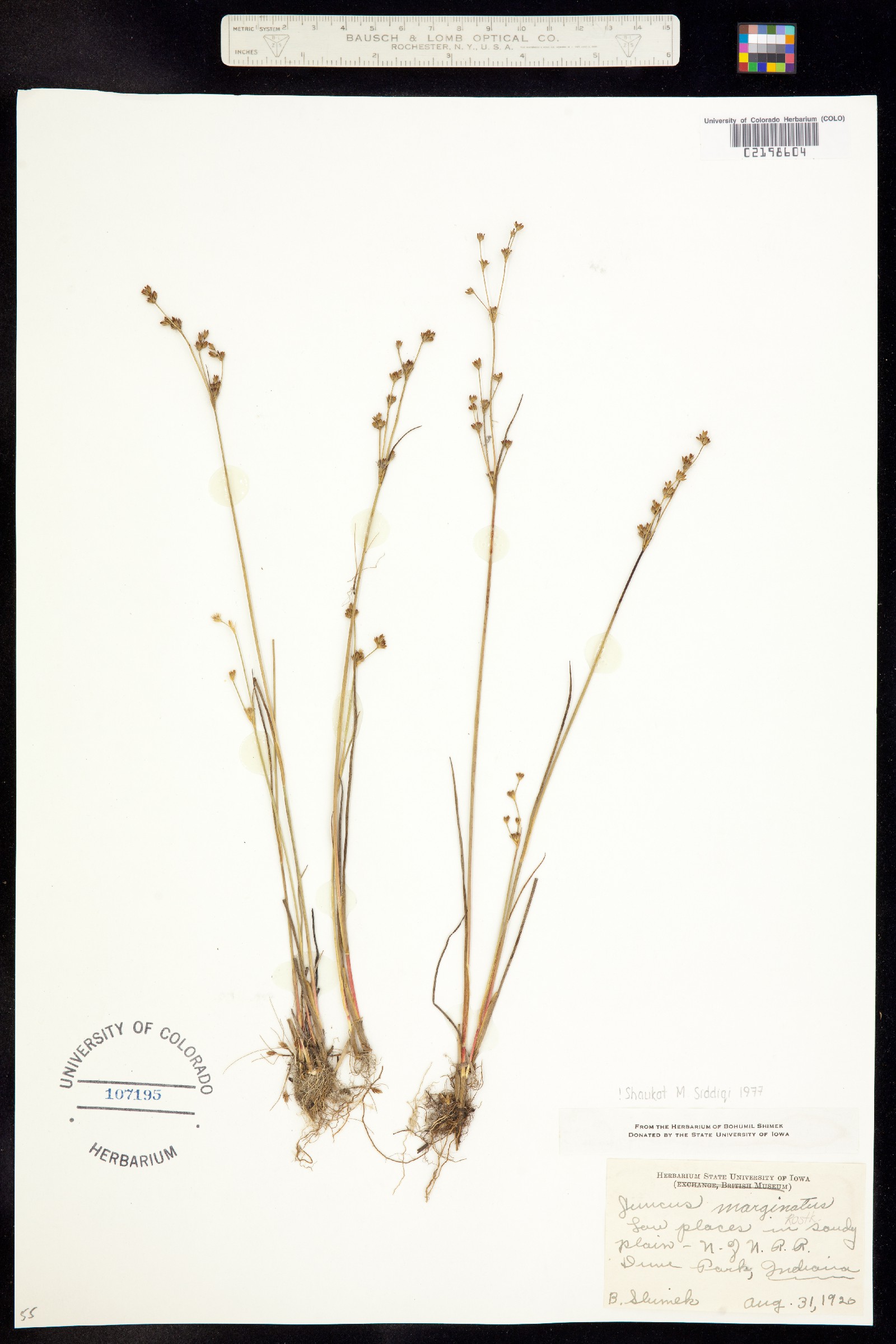 Juncus marginatus image