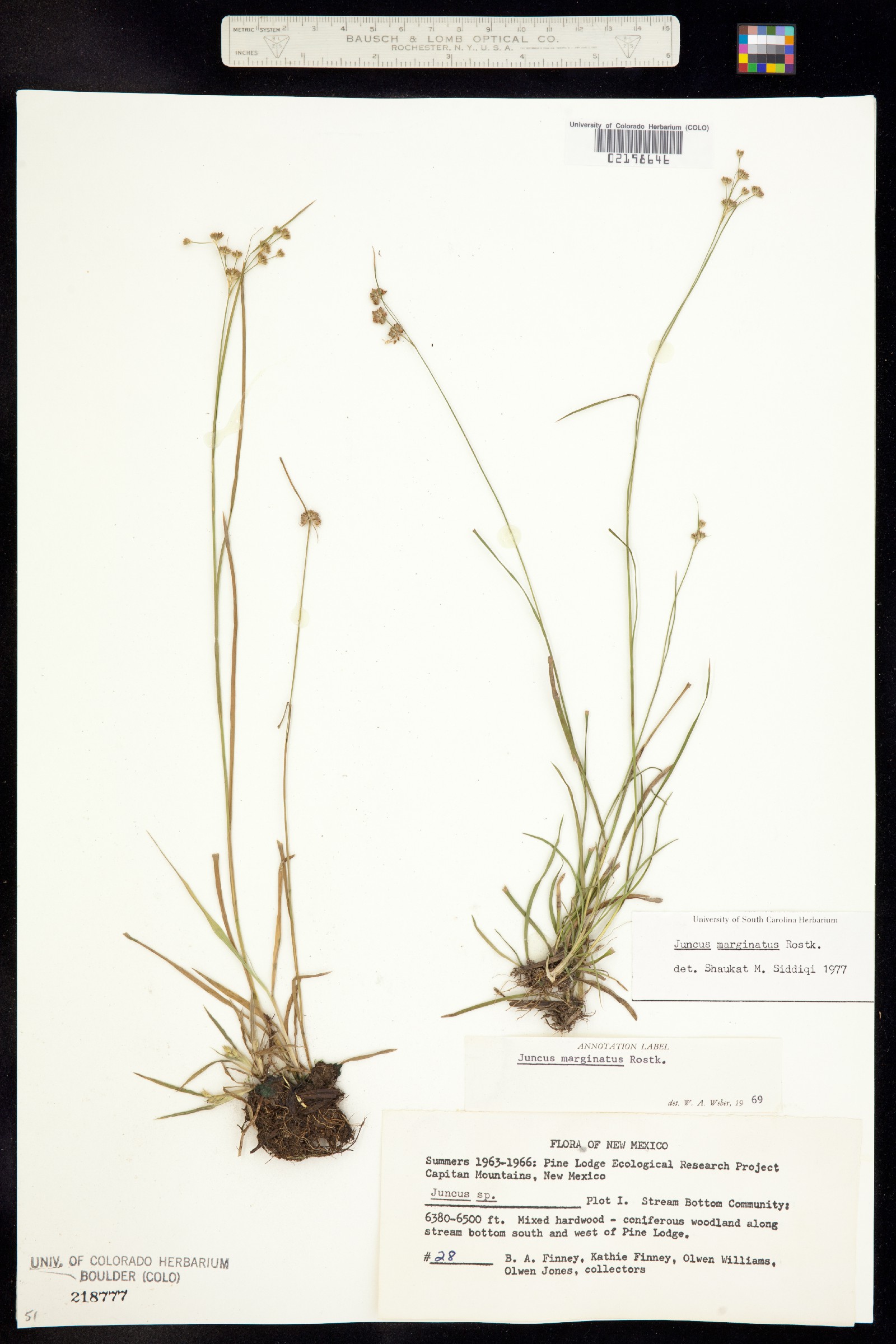 Juncus marginatus image