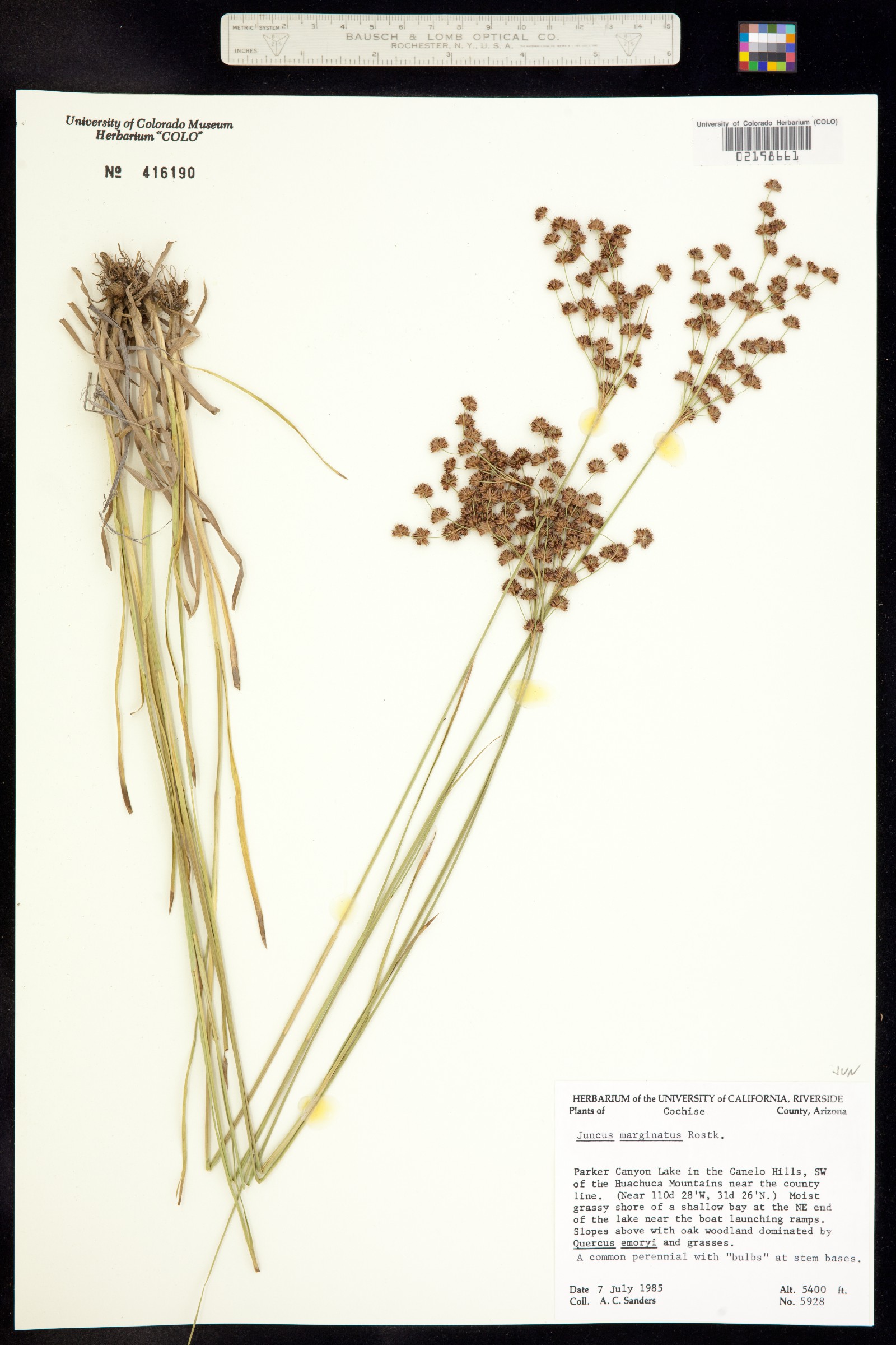 Juncus marginatus image