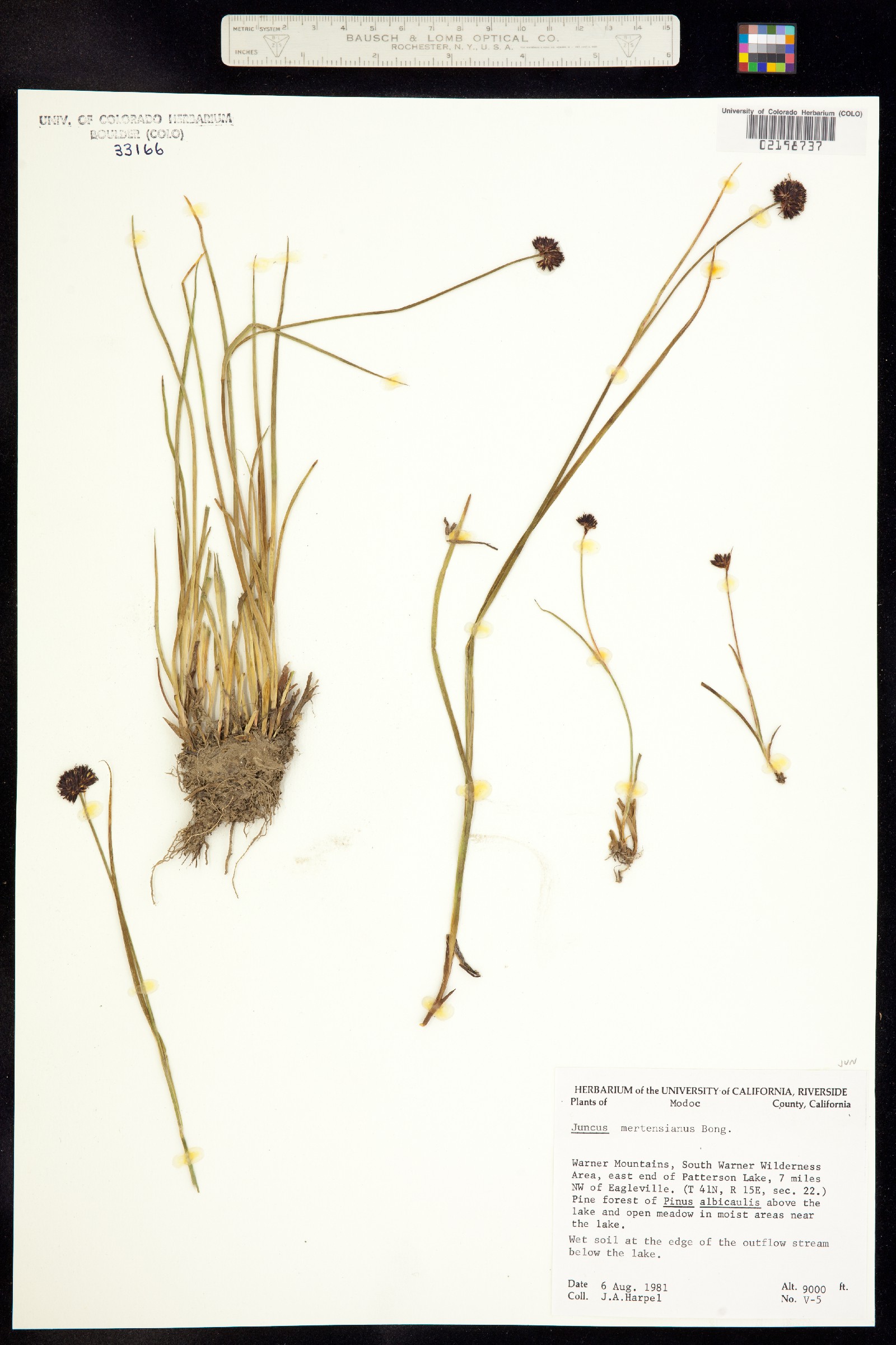 Juncus mertensianus image