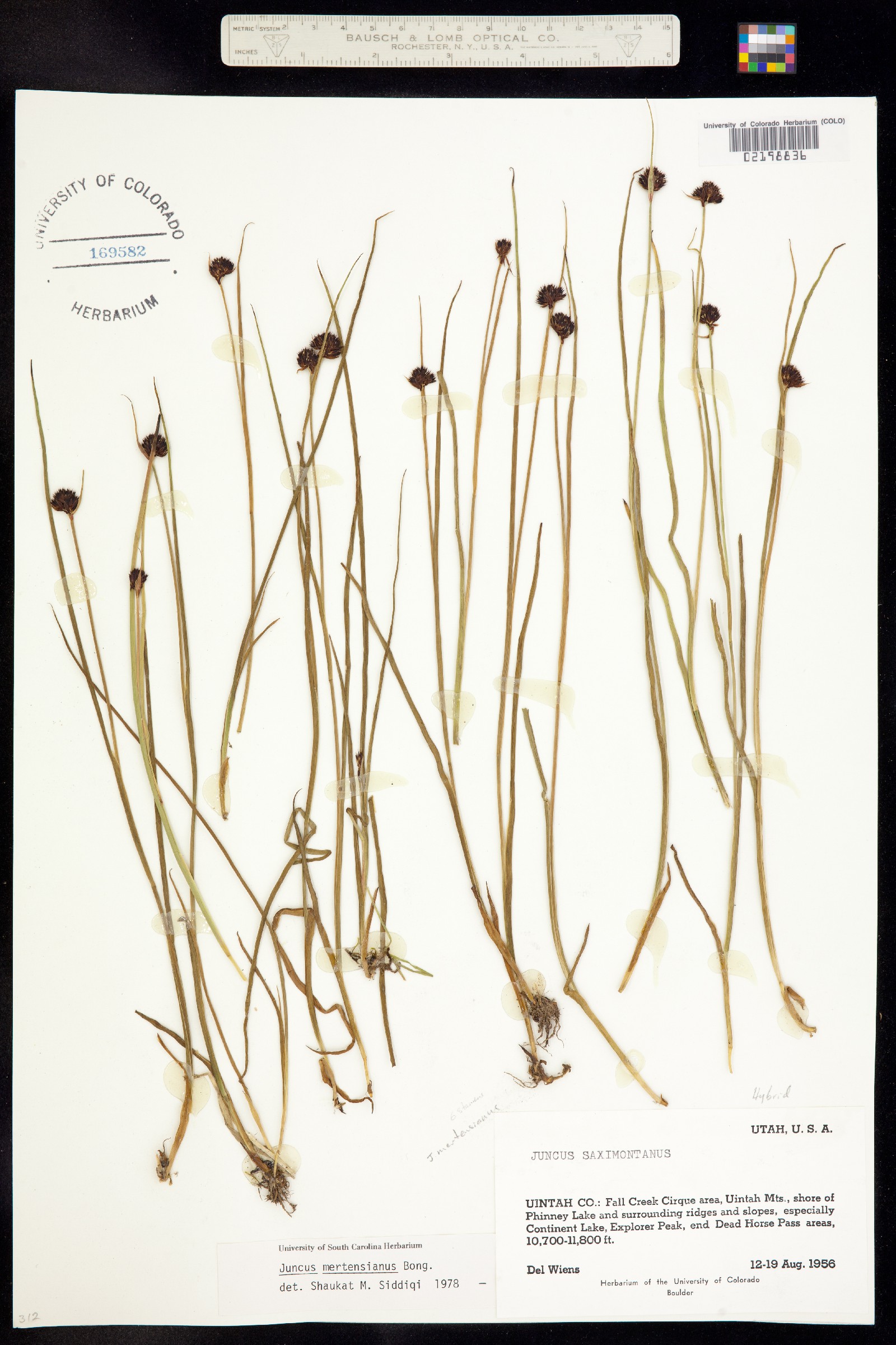 Juncus mertensianus image