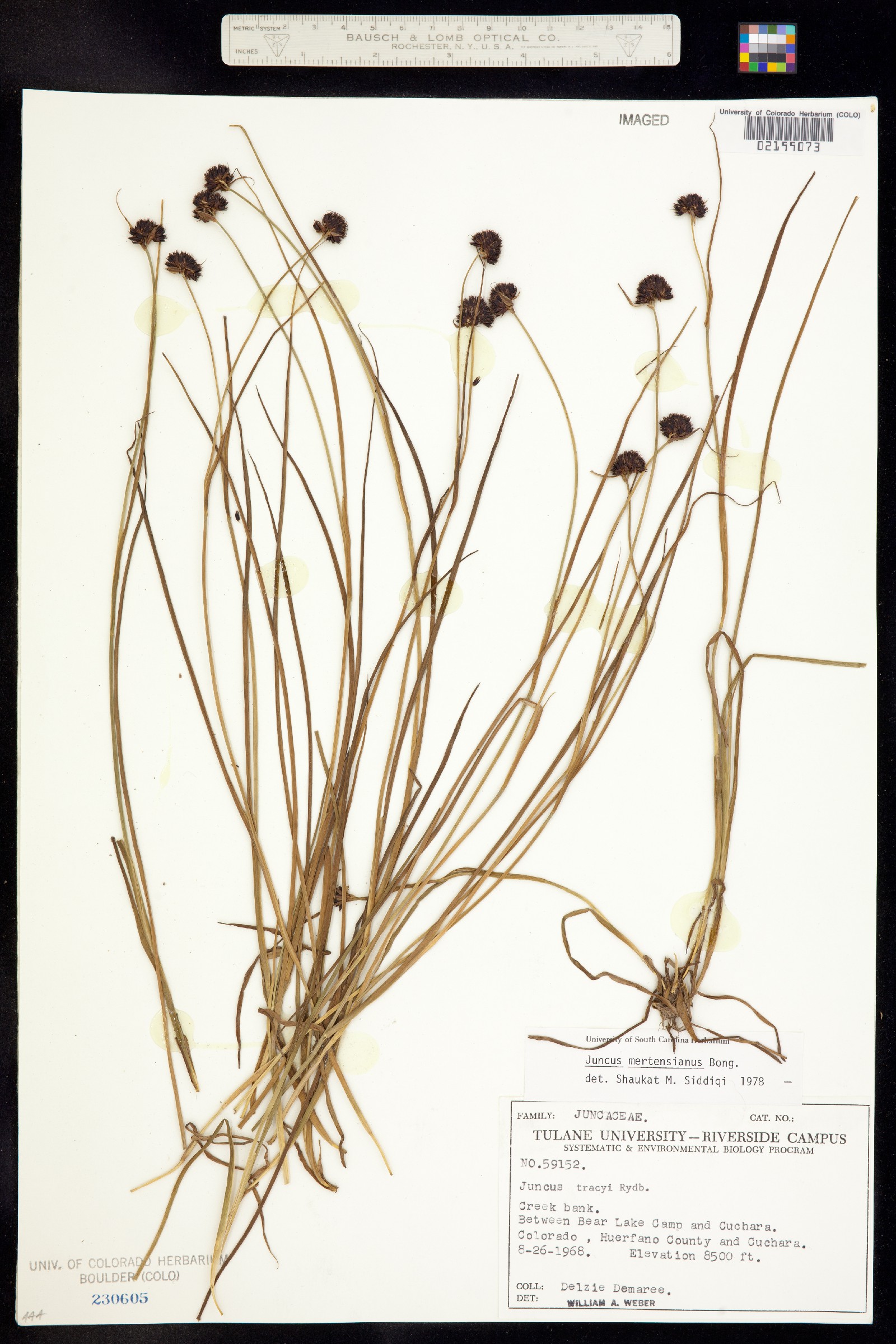 Juncus mertensianus image