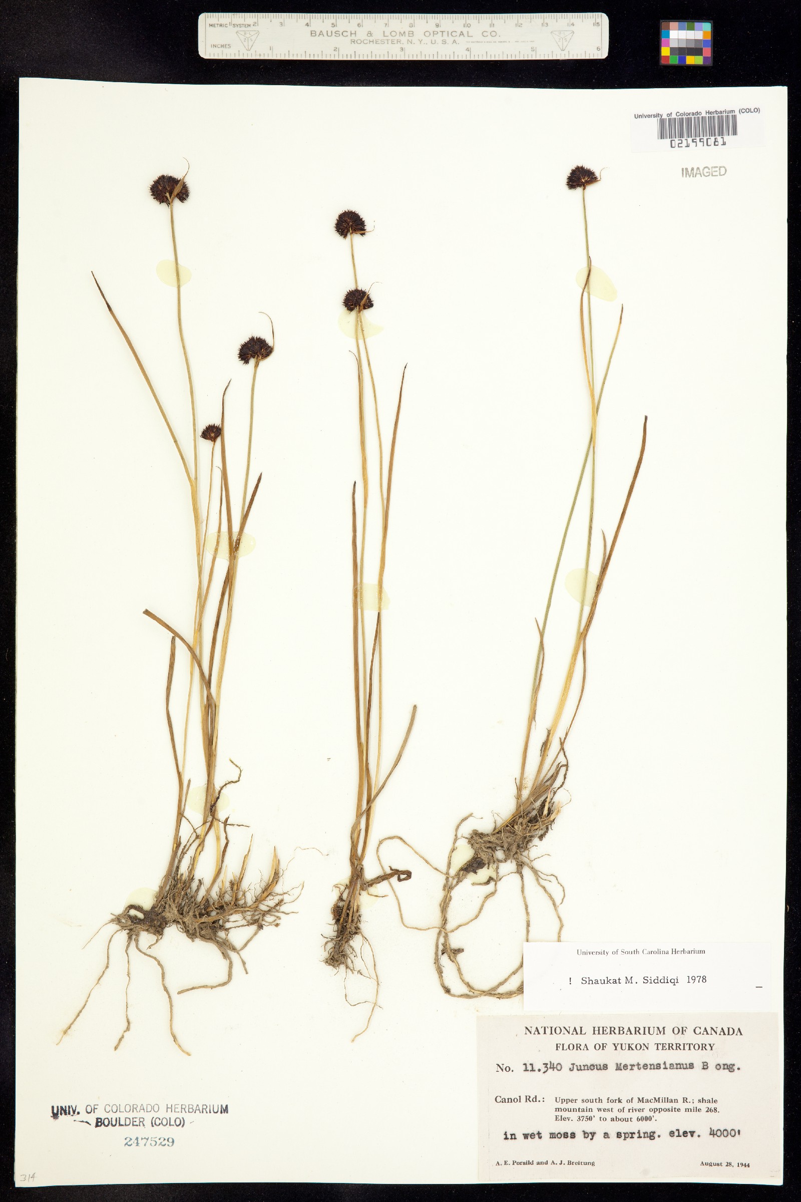 Juncus mertensianus image