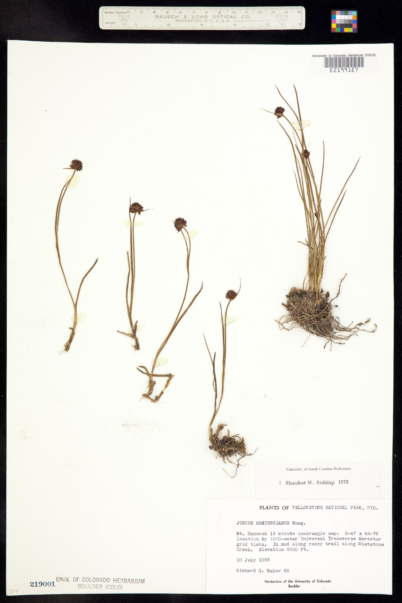 Juncus mertensianus image