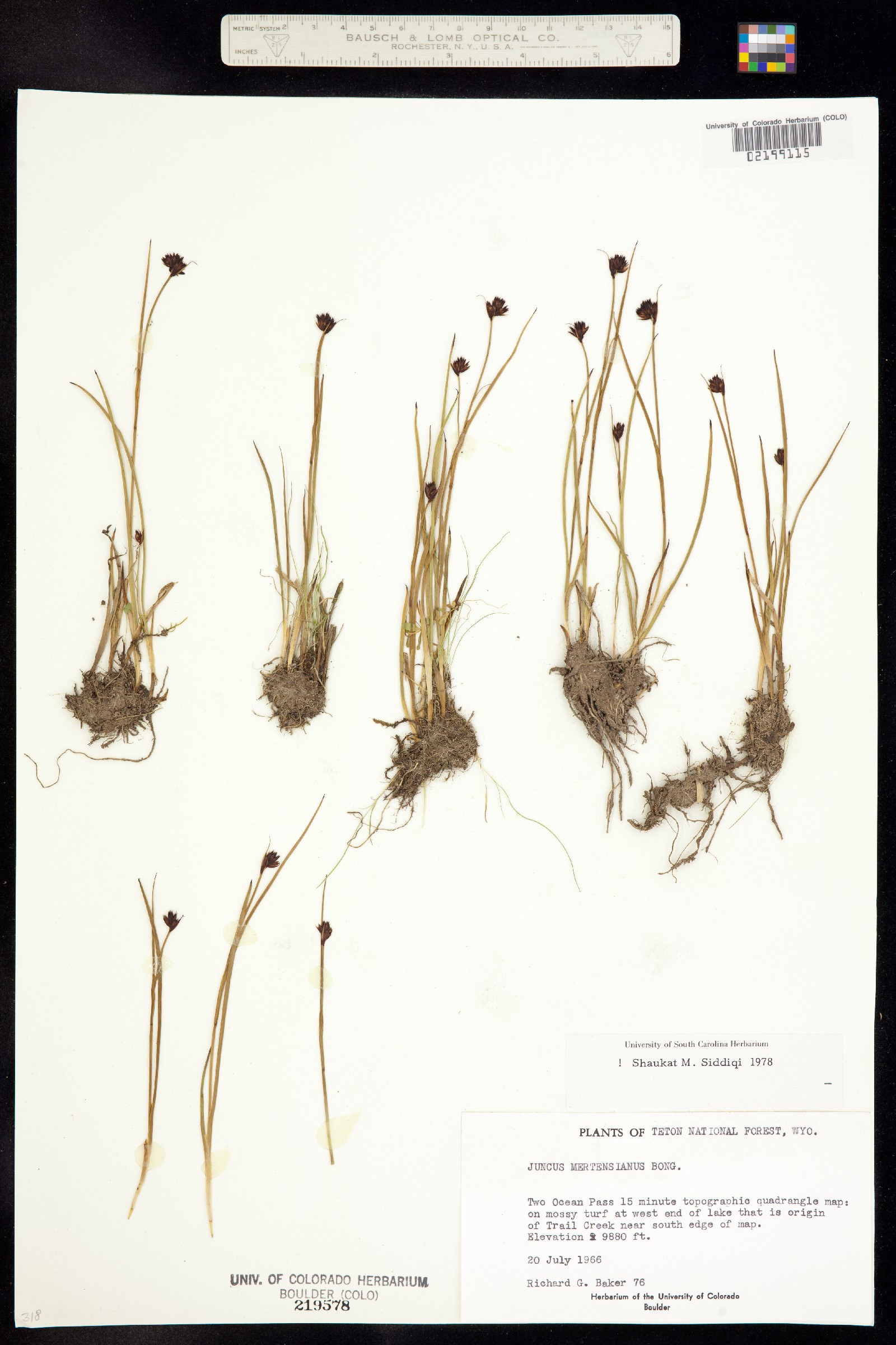 Juncus mertensianus image