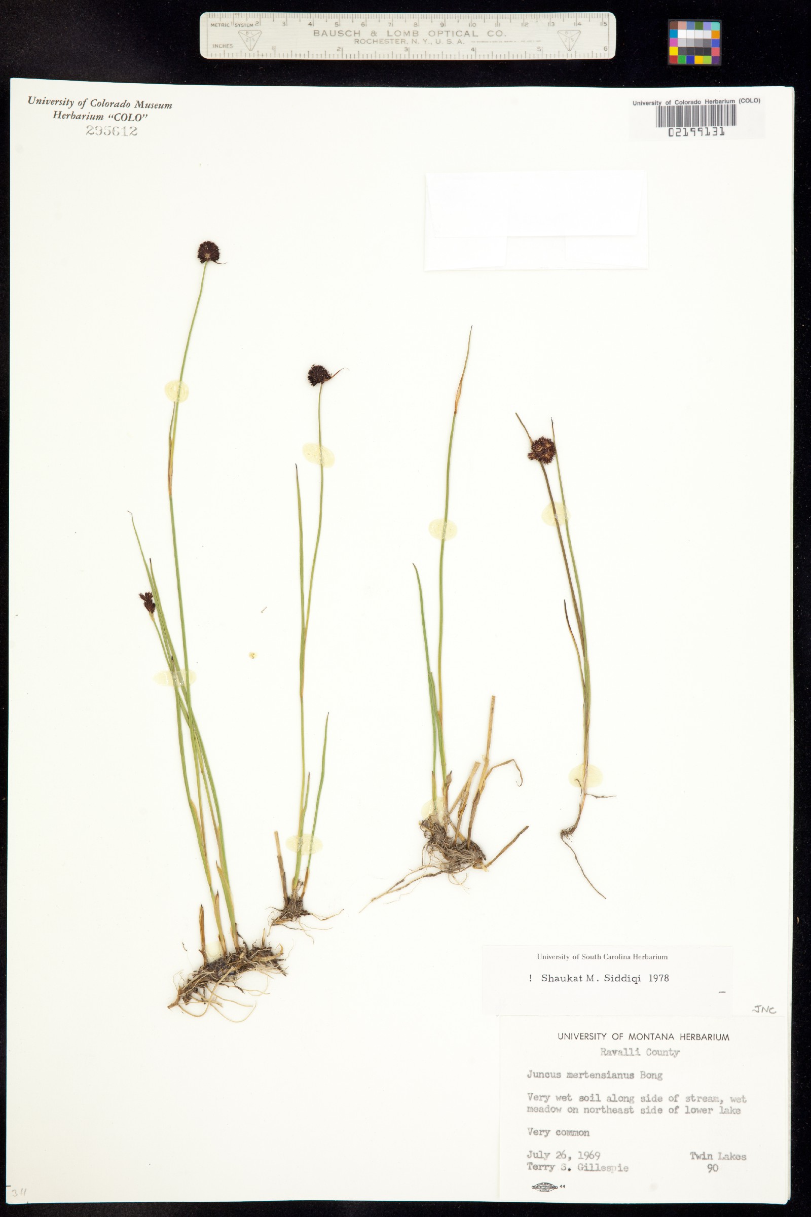 Juncus mertensianus image