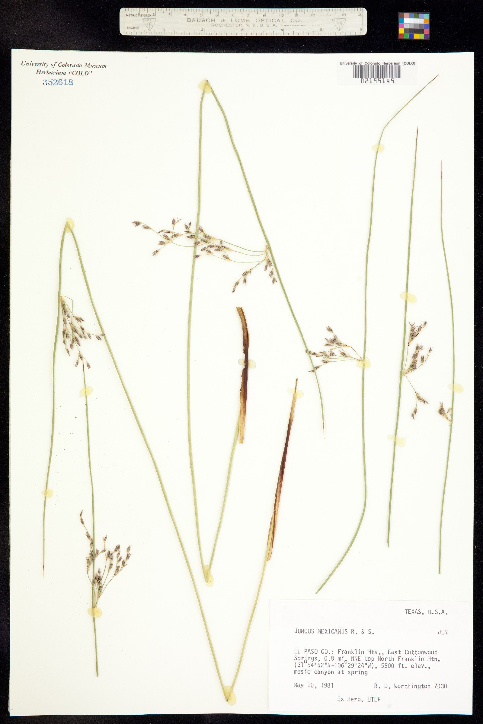 Juncus balticus image